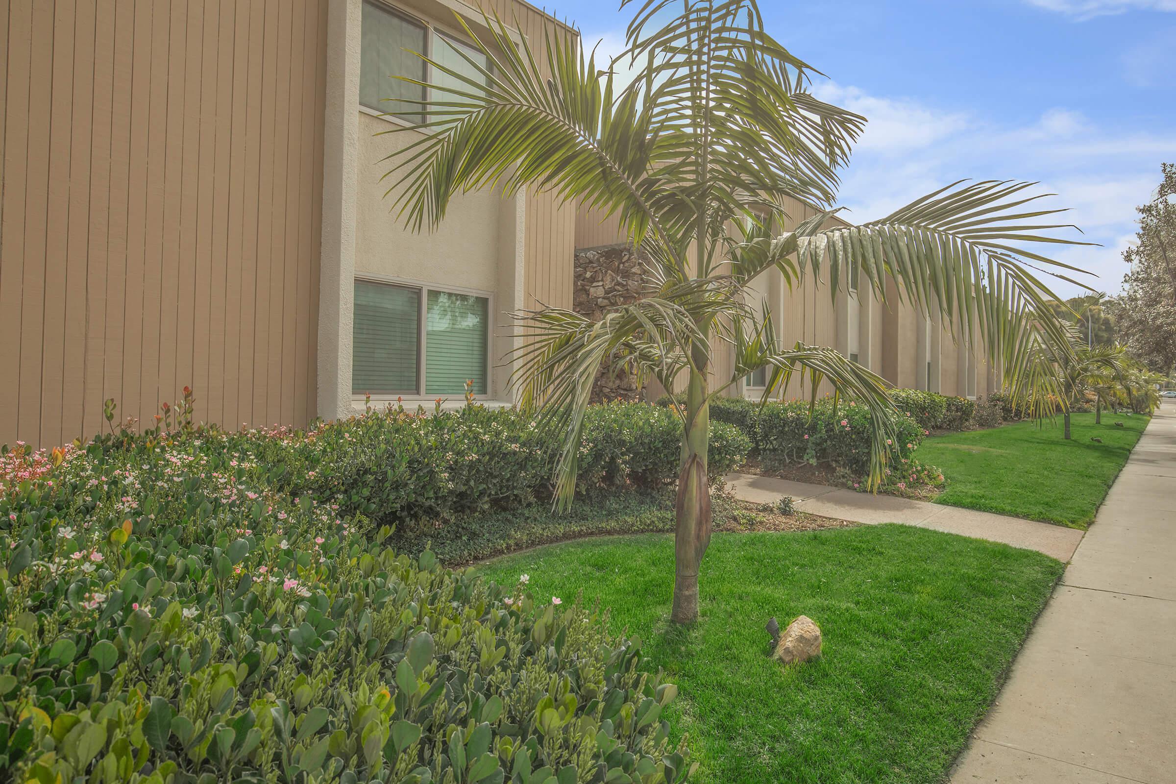 a tree in front of a palm tree on a sidewalk