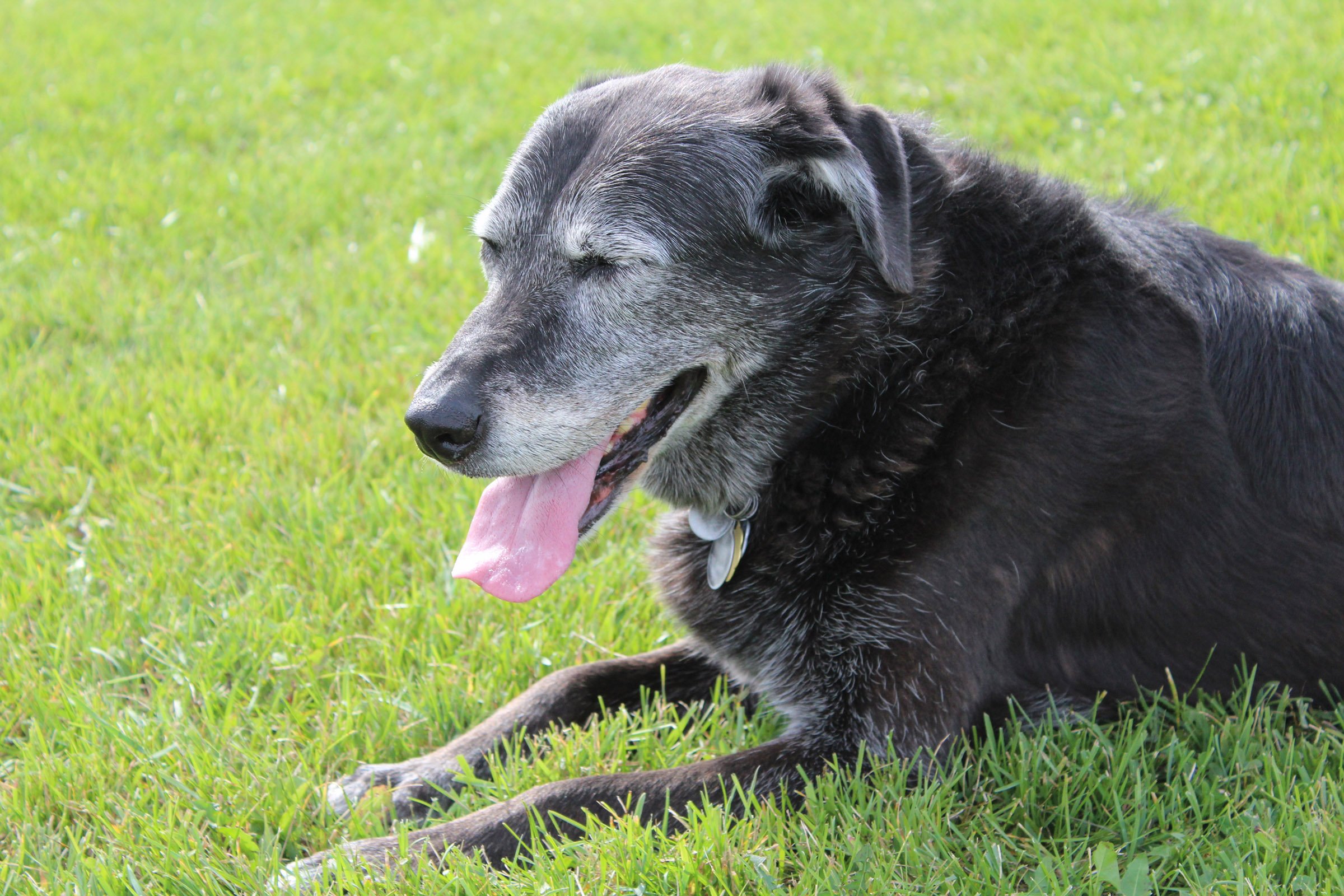 a dog lying on top of a grass covered field