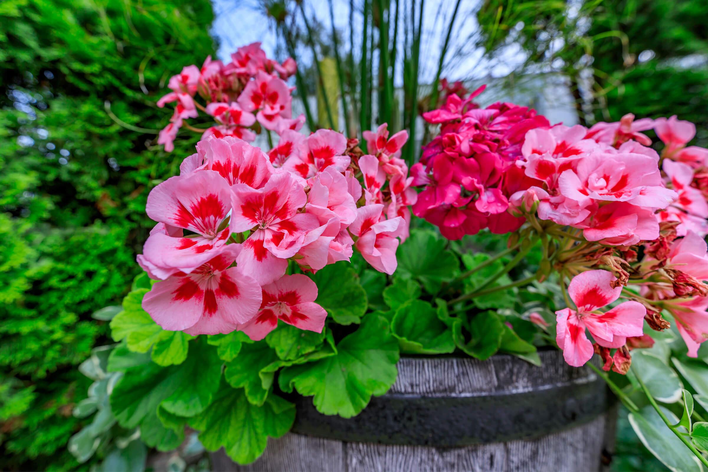 A vibrant arrangement of pink geranium flowers with white and red markings, nestled in lush green leaves. The blooms are set against a backdrop of greenery, creating a colorful and lively garden scene.