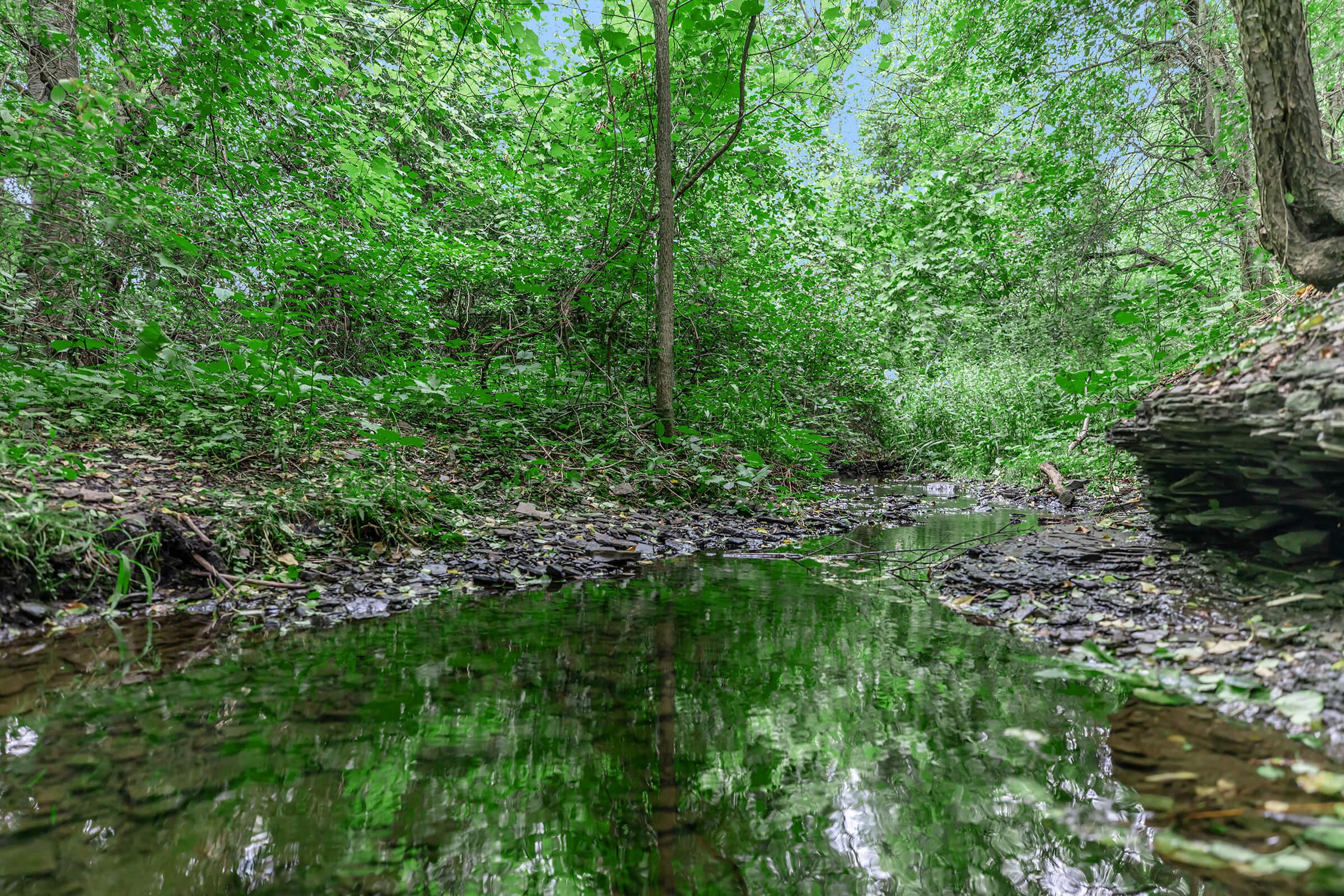 a river running through a forest