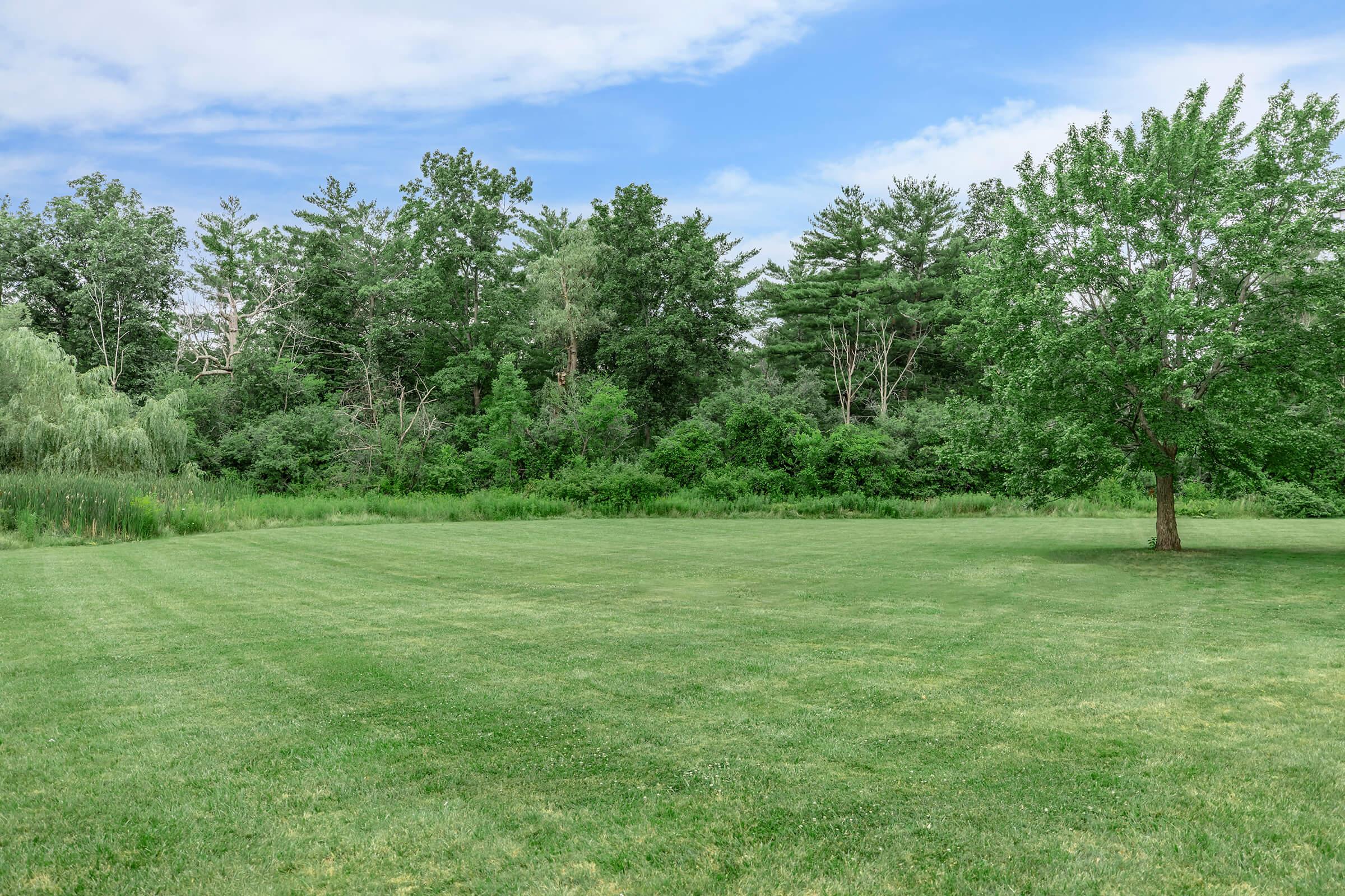 a tree in a grassy field