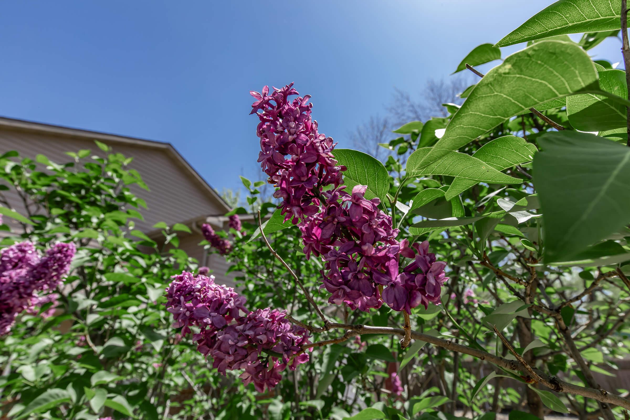Purple lilac flowers blooming against a clear blue sky, surrounded by green leaves. In the background, a portion of a house is partially visible, adding context to the garden setting. The vibrant colors of the flowers contrast beautifully with the greenery and the serene atmosphere.
