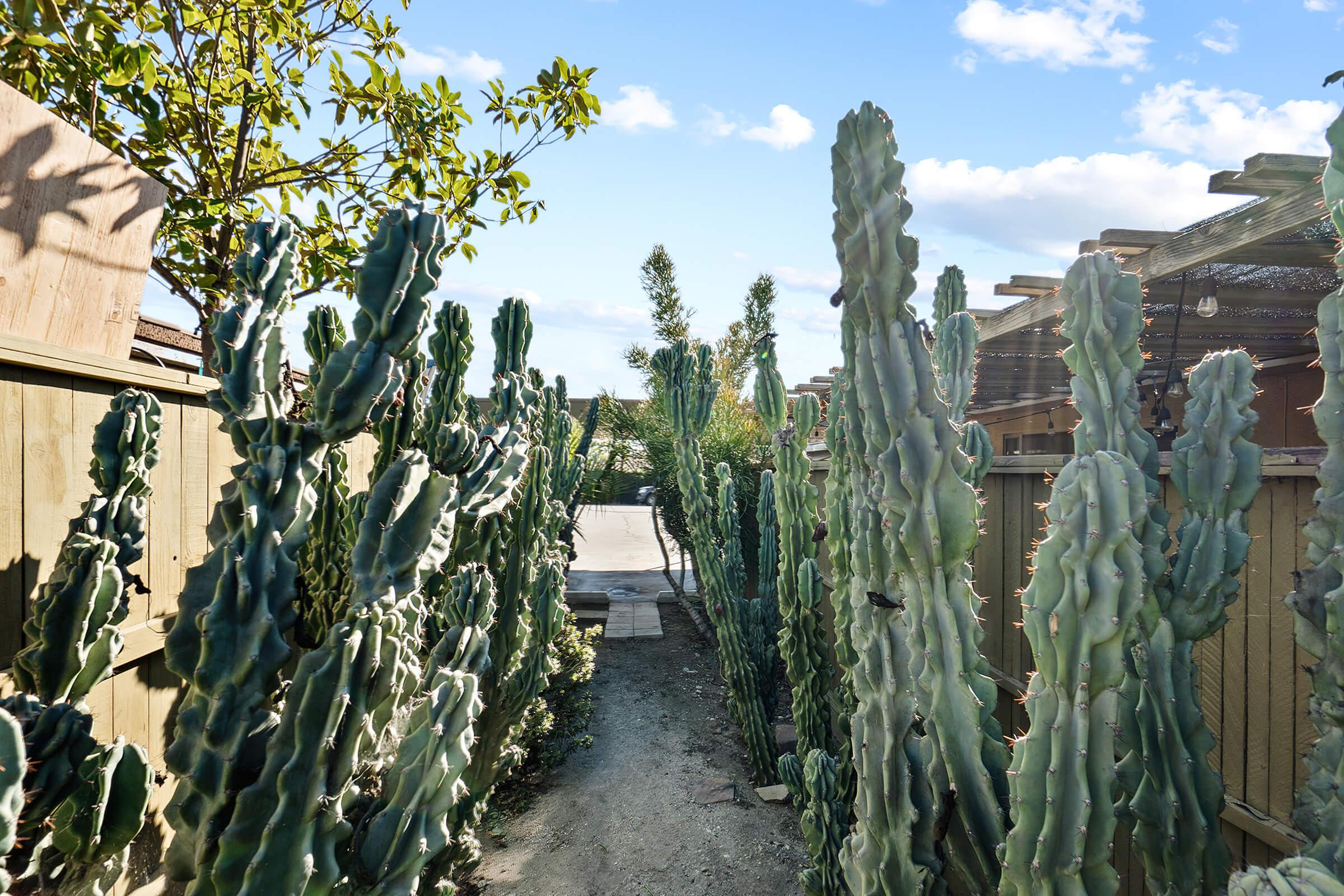 a cactus in front of a building