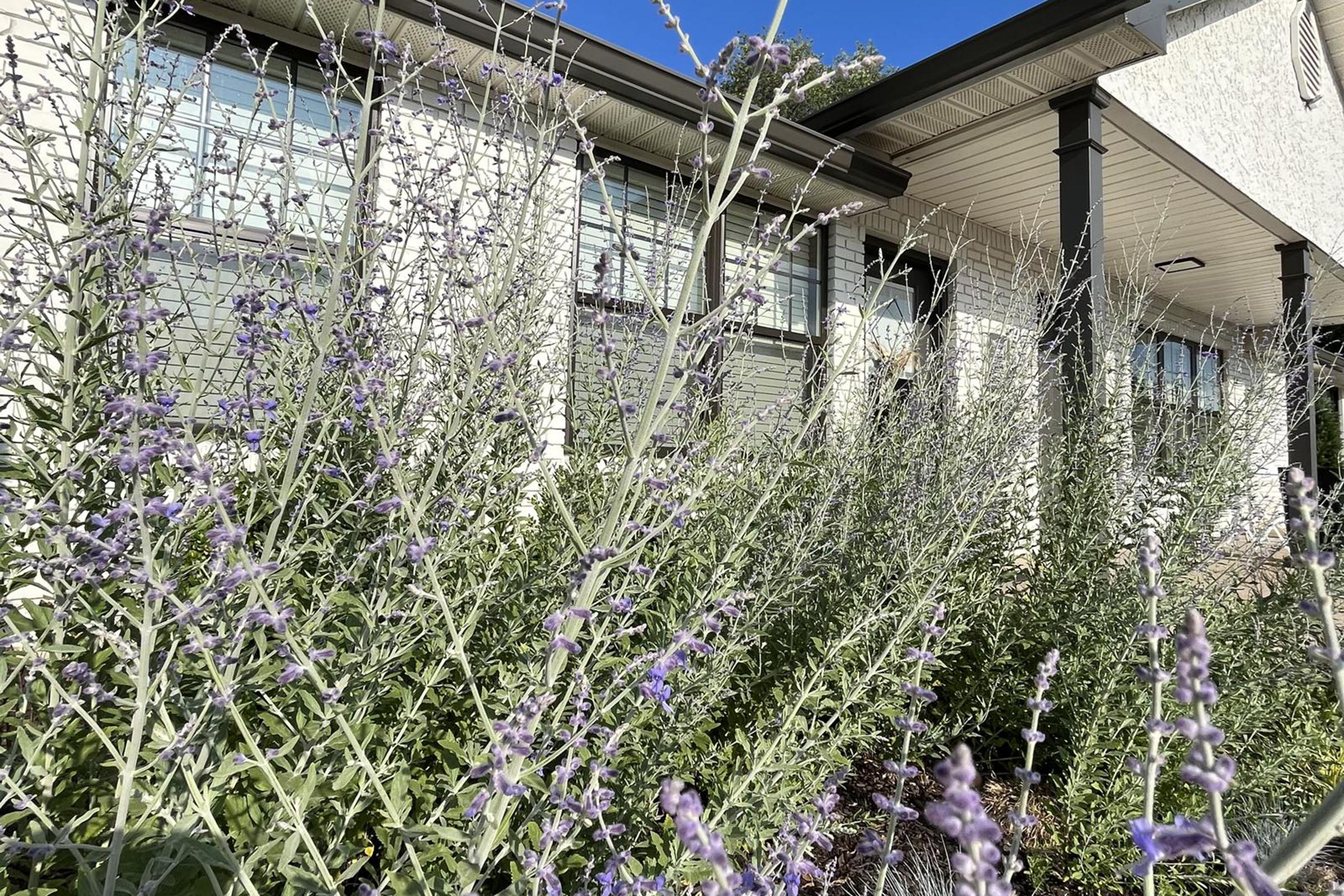 A close-up view of lush, tall green plants with purple flowers in the foreground, set against the background of a modern home with large windows and a covered porch. The sky is clear, indicating a sunny day. The plants create a vibrant, natural contrast with the building's exterior.