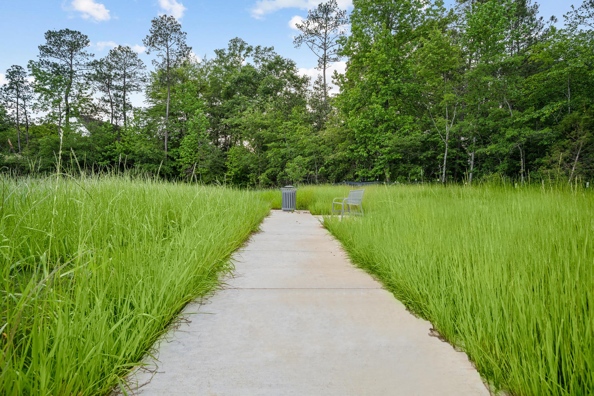 a path with grass and trees