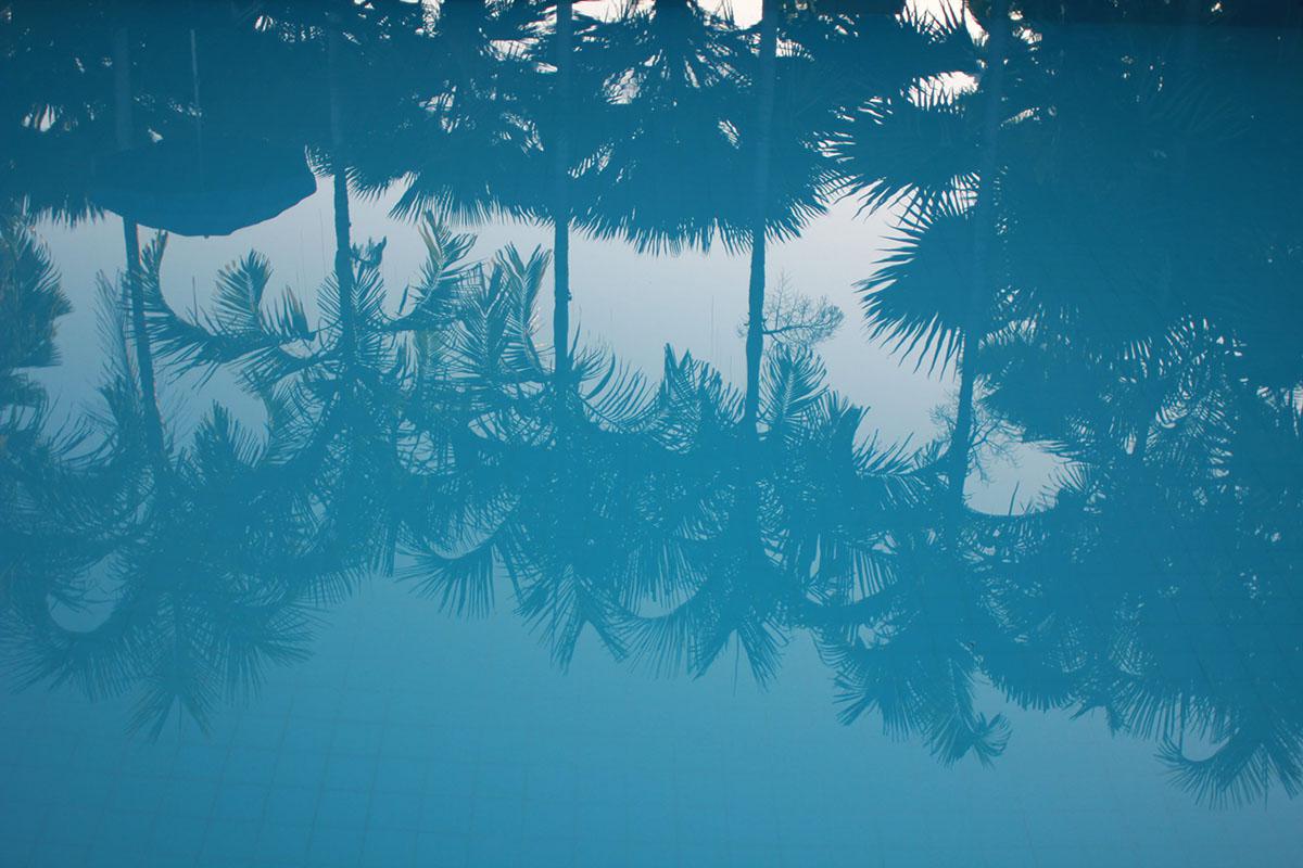 Reflections of Palms.jpg