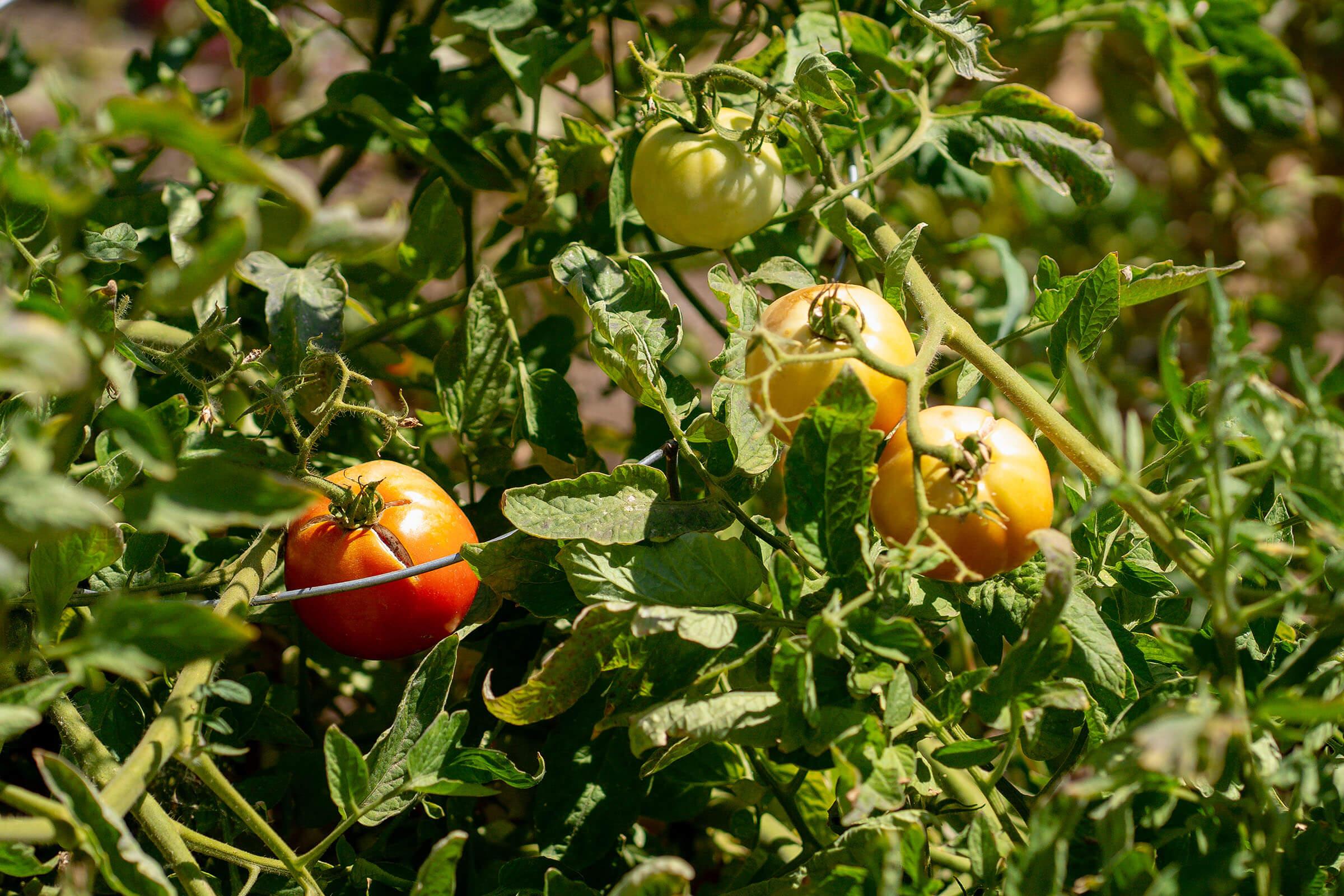 an apple hanging from a tree