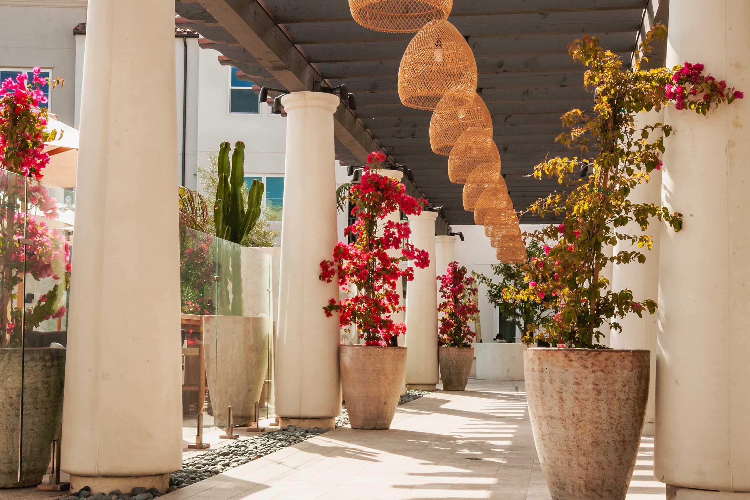 A sunny walkway lined with white columns and large planters filled with vibrant pink bougainvillea flowers. Woven pendant lights hang from a wooden beam overhead, creating a warm and inviting atmosphere in an outdoor setting. Green plants are also visible, enhancing the lush feel of the space.