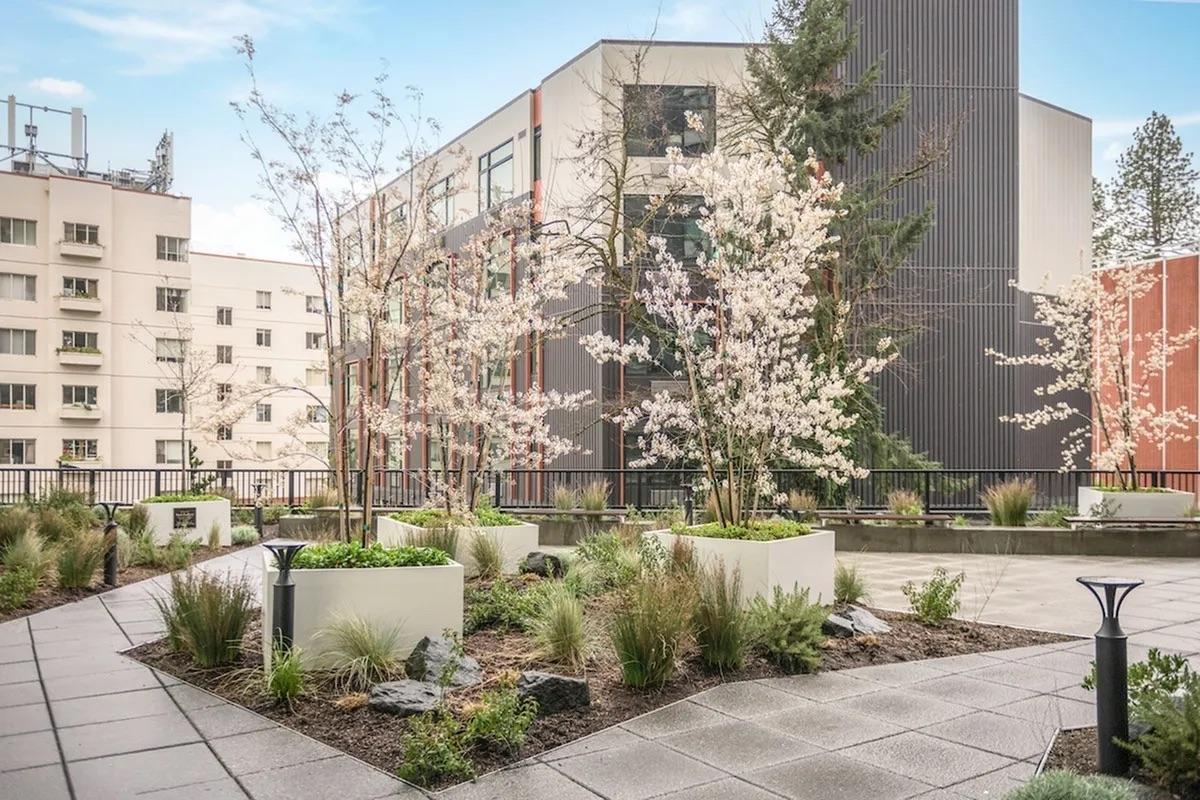A modern landscaped rooftop garden featuring cherry blossom trees in bloom, surrounded by green plants and decorative rocks. The area includes paved pathways and contemporary building structures in the background, providing a serene outdoor space in an urban setting.