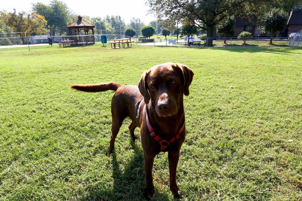 Kensington West Apartments in Ballwin, MO - Dog Park 03.jpg