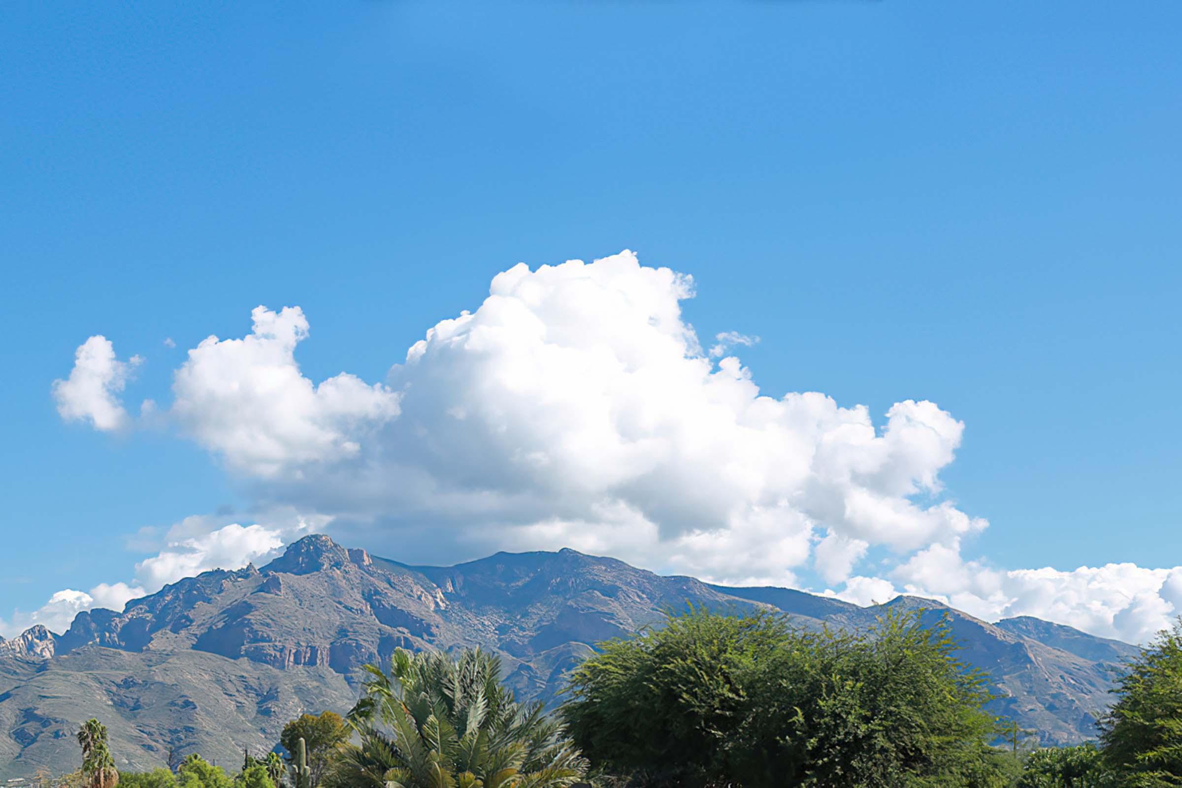 a tree with a mountain in the background