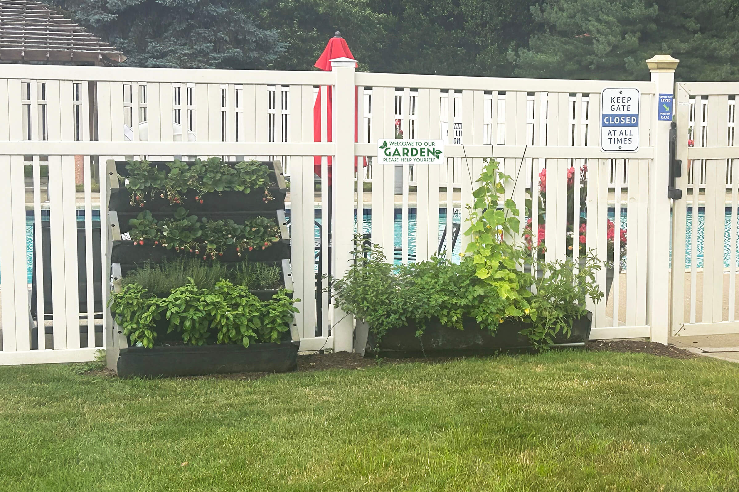 A vertical garden and a planter filled with various herbs and plants, located near a fenced area by a swimming pool. The garden is lush and green, showcasing a variety of plants. A sign on the fence reads "Garden," and there are red umbrellas in the background. The area is well-maintained and surrounded by grass.