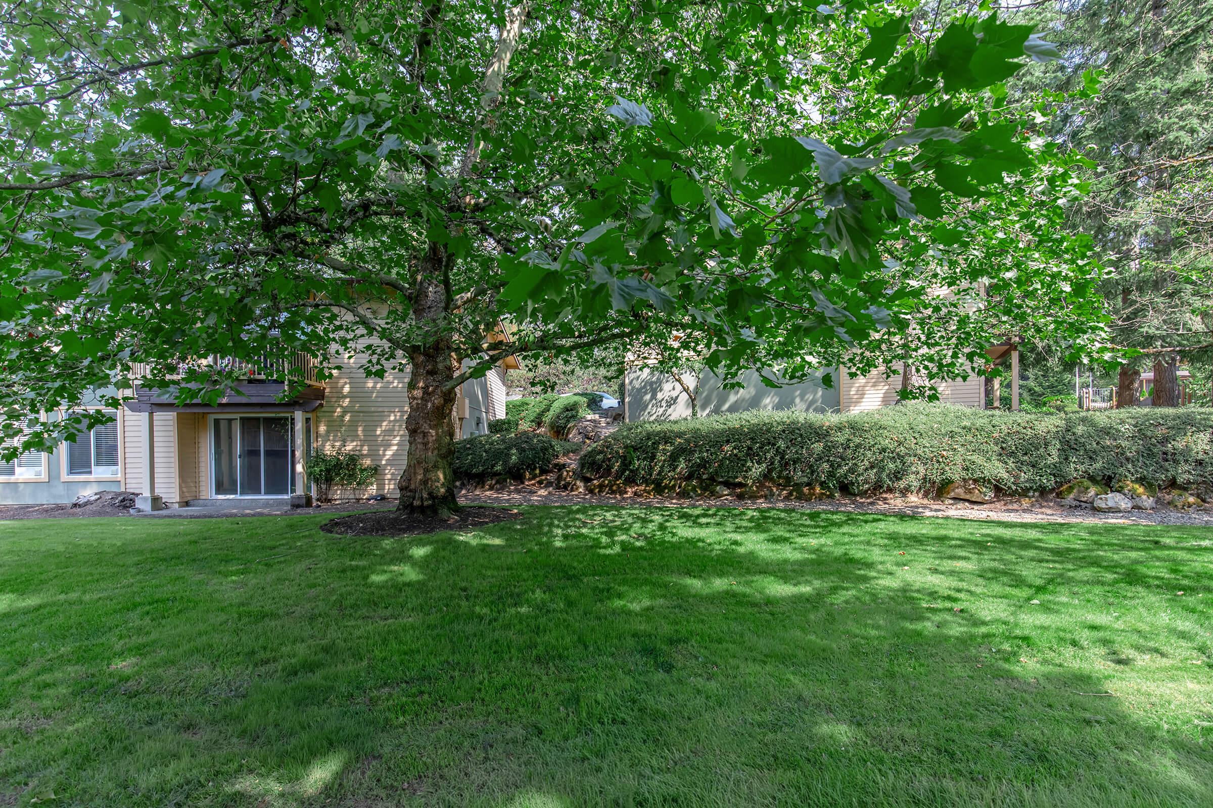 A lush green lawn with a large tree in the foreground. In the background, there are two buildings partially obscured by bushes and trees, creating a serene and inviting outdoor space. The scene is bright and well-lit, showcasing the vibrant greenery.