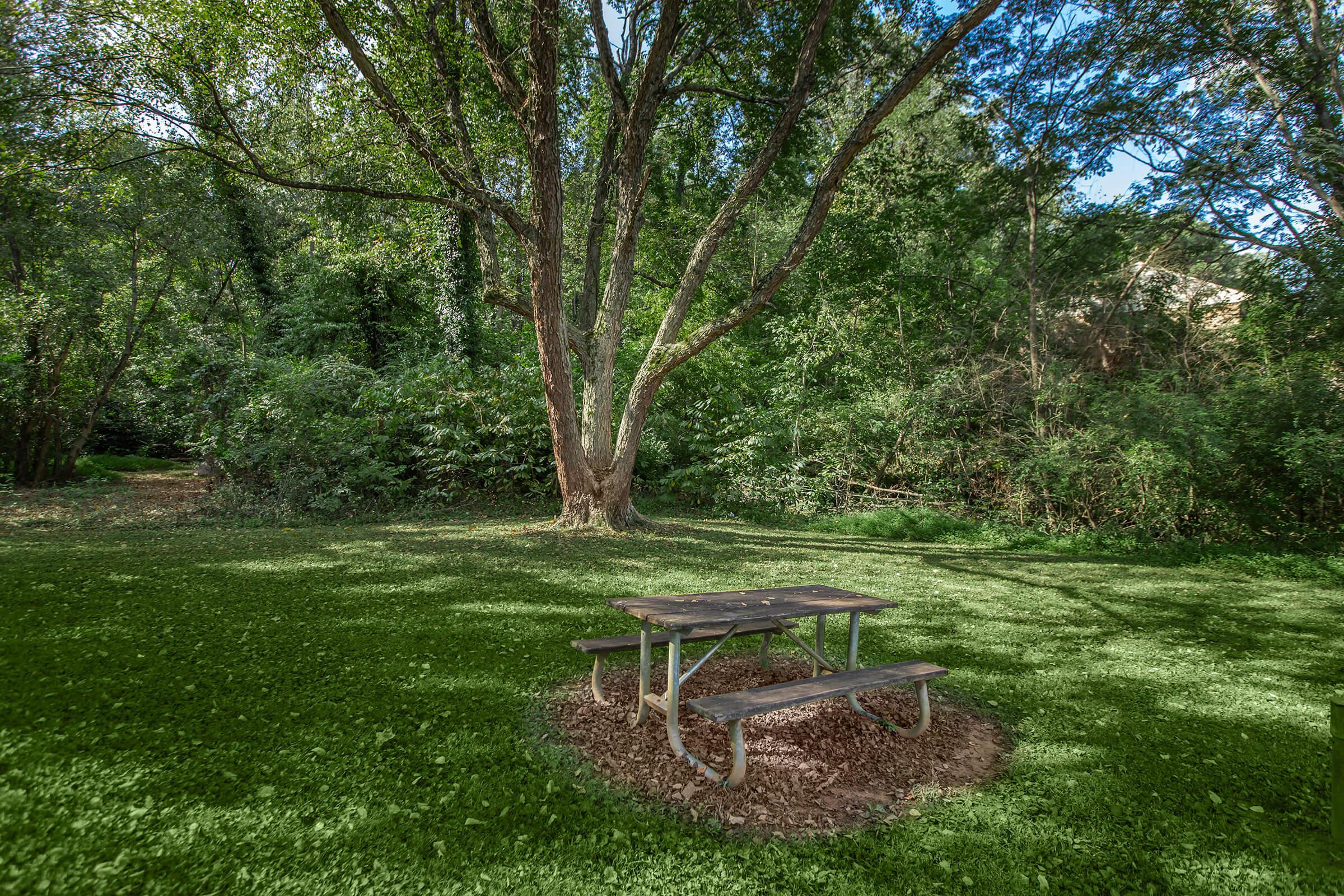 a tree in the middle of a park bench