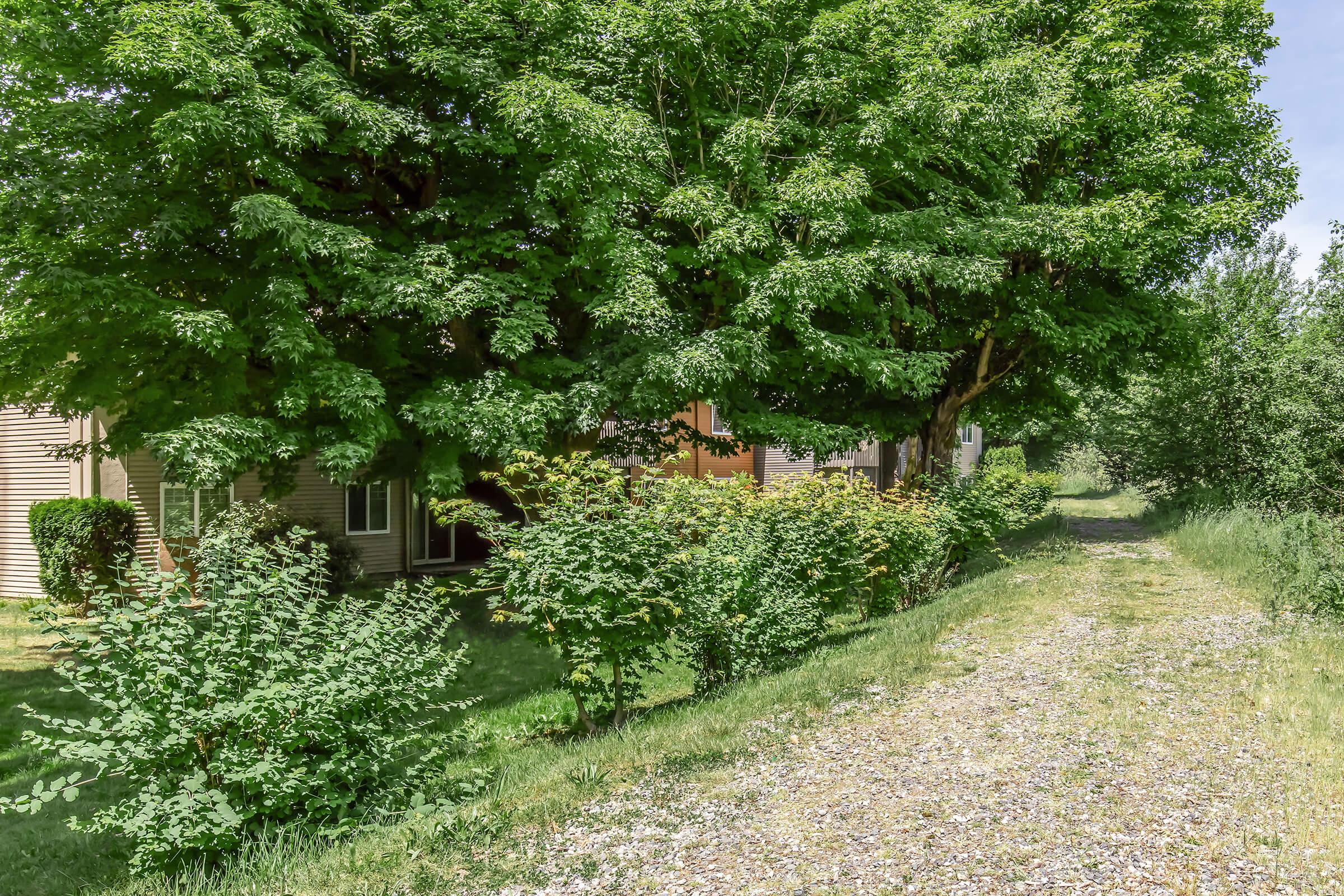 A gravel path lined with greenery leads past a row of houses partially obscured by large trees. The scene is lush with vibrant green foliage, creating a calm and inviting outdoor environment. Sunlight filters through the leaves, highlighting the peaceful setting.
