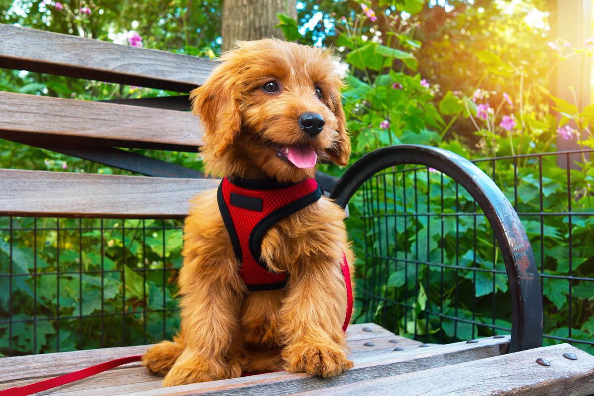a dog sitting on a bench