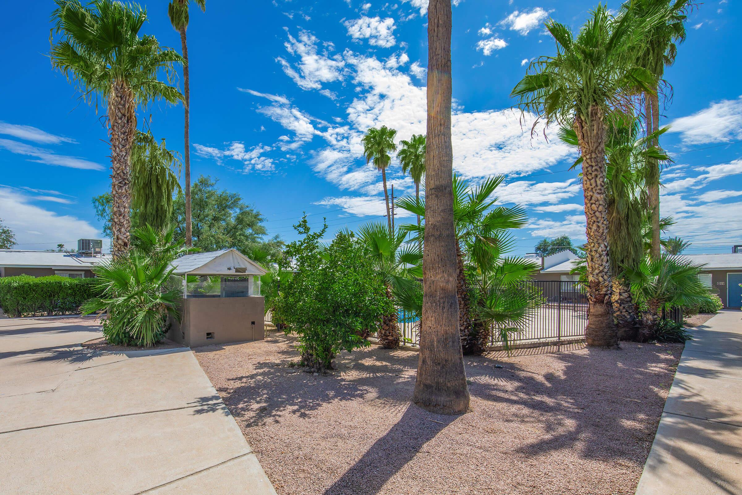 a palm tree on a sidewalk