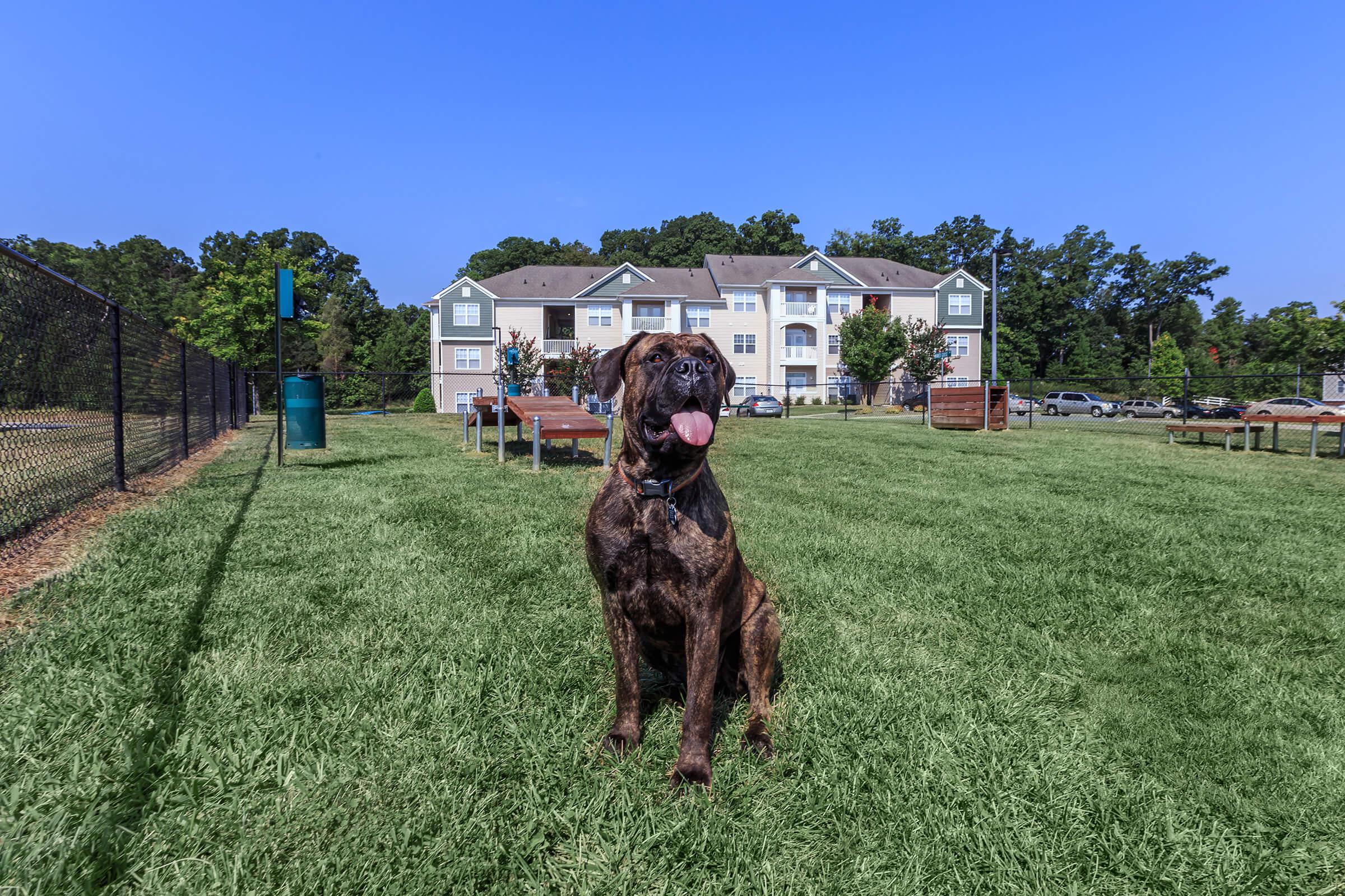 We Welcome Your Furry Friends At Mallard Glen In Charlotte, NC