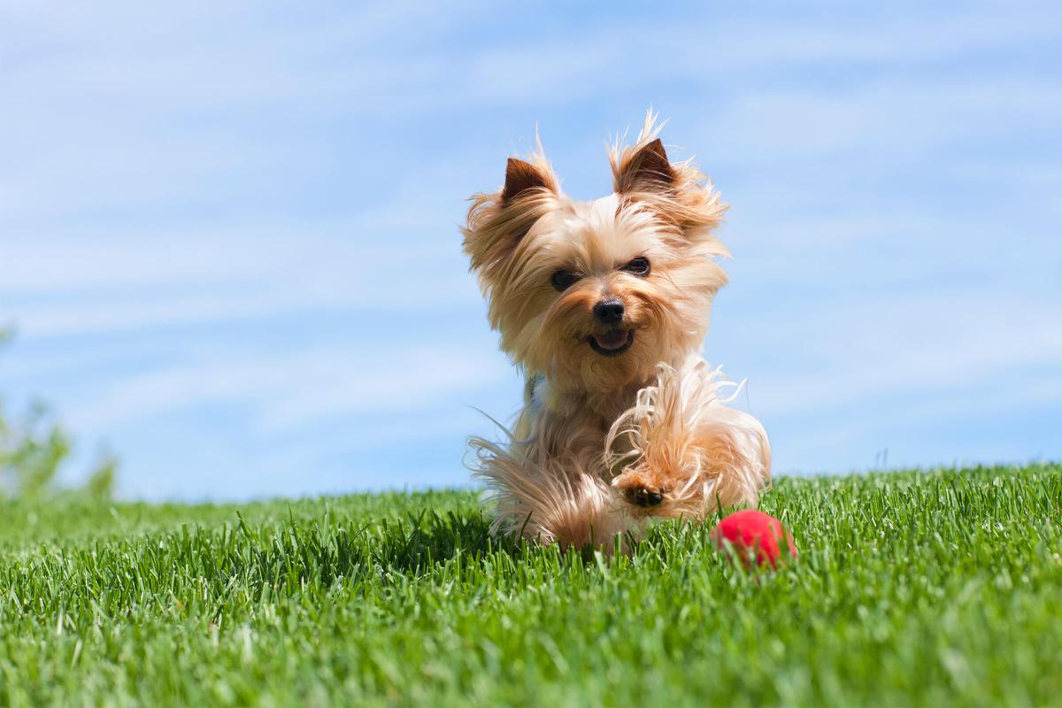 Pet-friendly Community