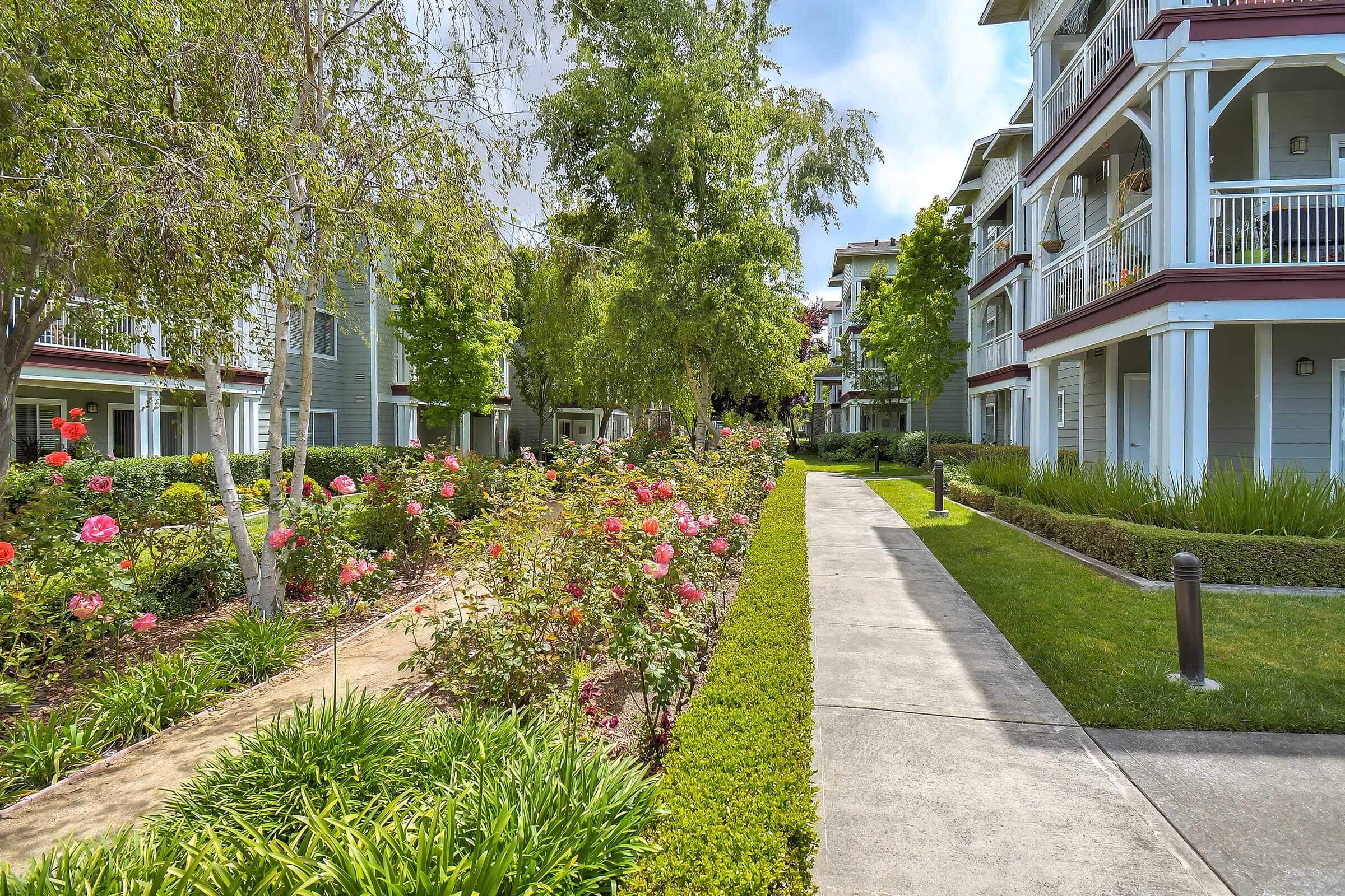 A landscaped walkway lined with colorful rose bushes leads through a residential complex. The area features well-maintained greenery, trees, and multi-story buildings with balconies, creating a welcoming, peaceful setting for residents.