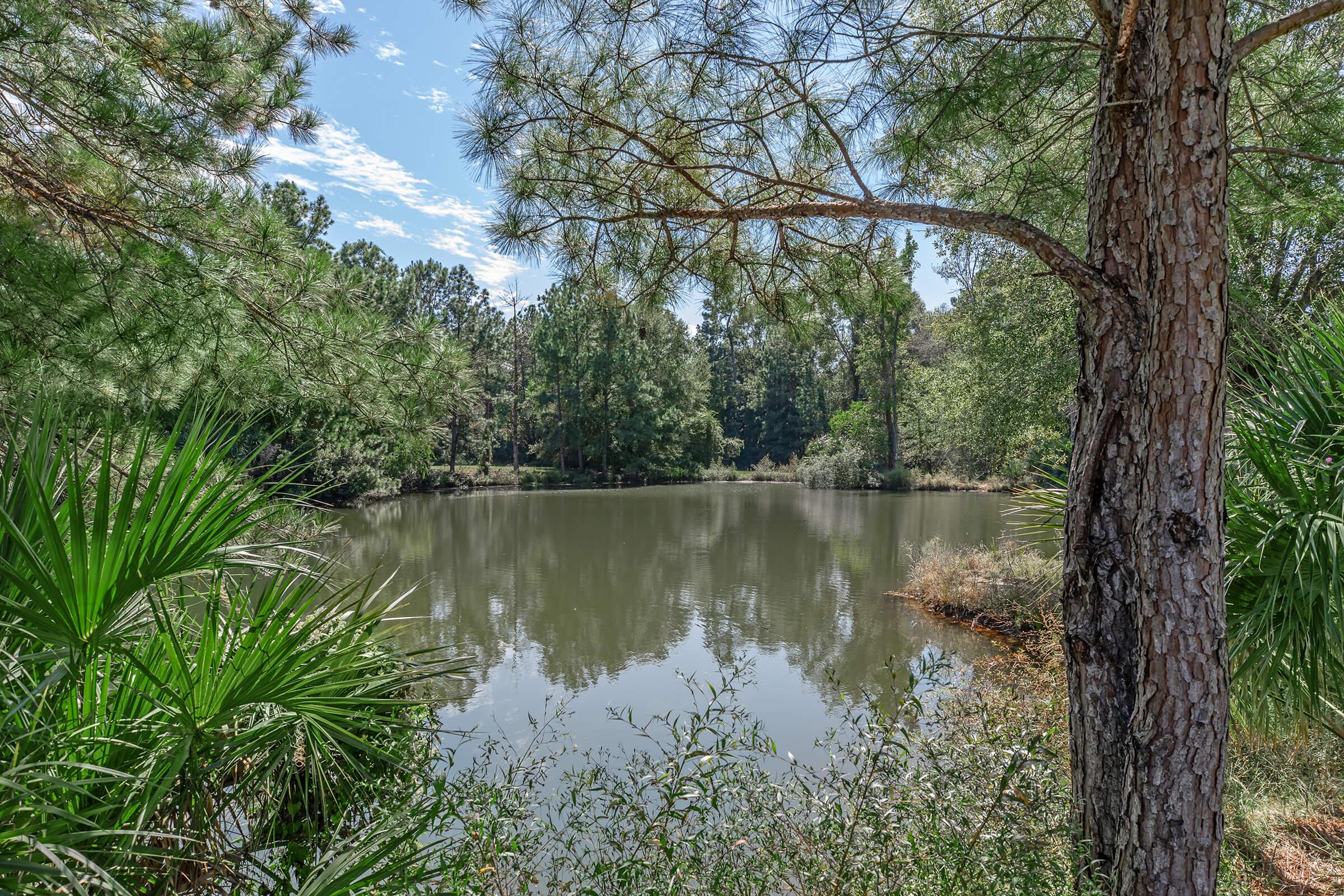 a body of water surrounded by trees