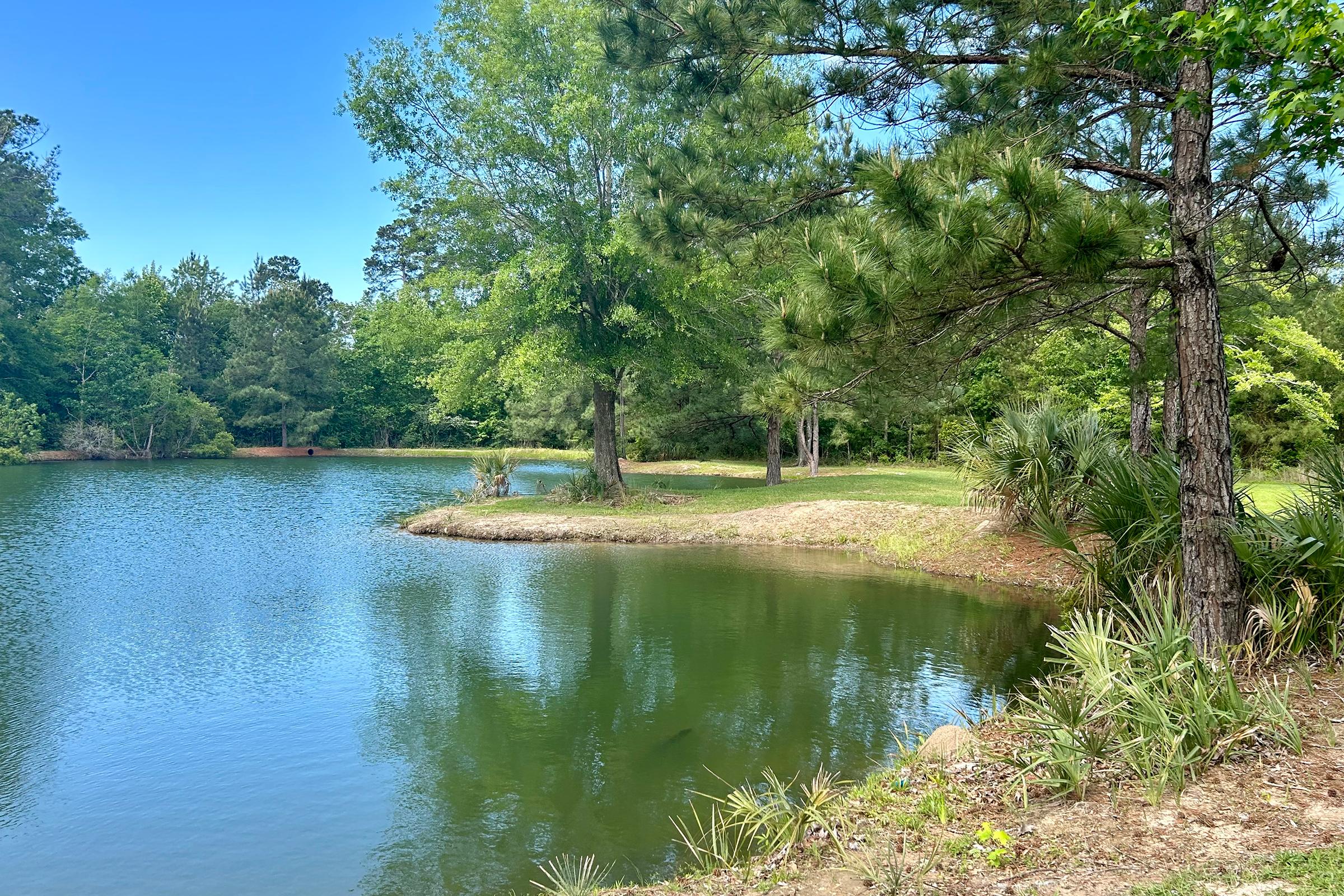 a body of water surrounded by trees