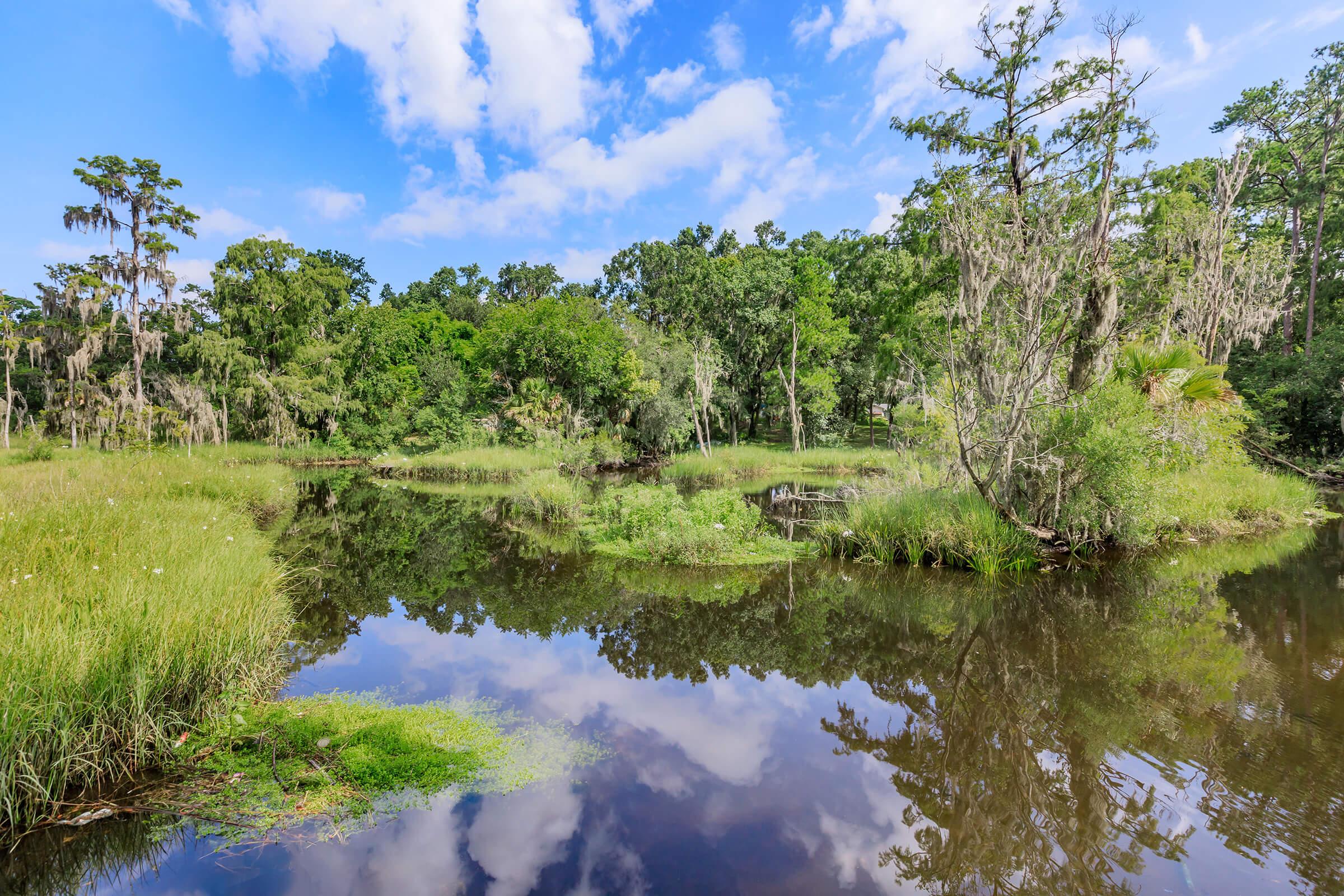Lush green landscape featuring a tranquil wetland with still water reflecting the sky. Tall grasses and trees, some draped in Spanish moss, surround the water, creating a serene natural habitat under a partly cloudy blue sky.