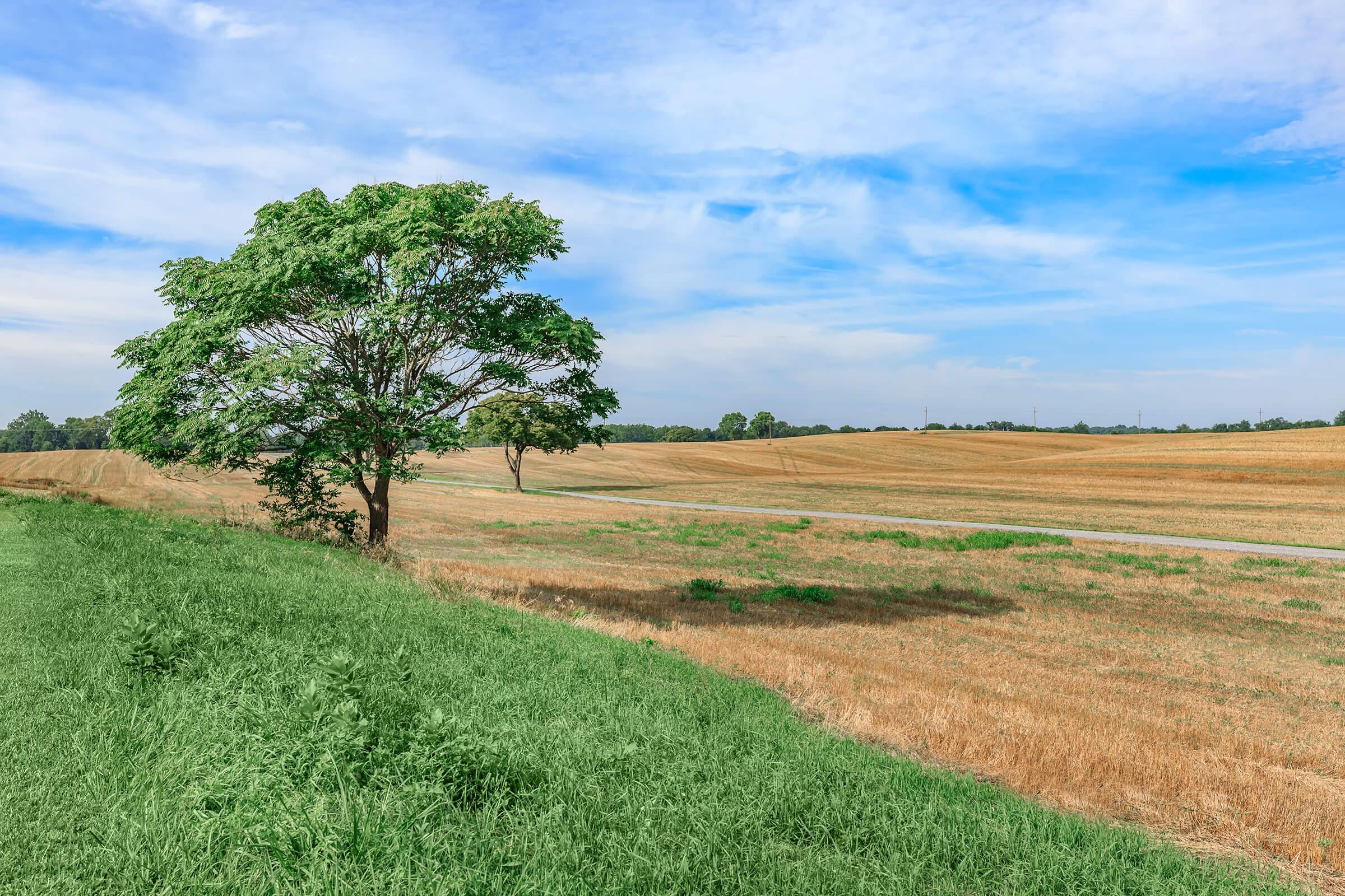 A serene landscape featuring a single tree on the edge of a grassy area. The scene shows expansive golden fields under a clear blue sky, with some green patches of grass contrasting the harvest-ready land. The horizon is lined with trees in the distance, creating a peaceful rural atmosphere.