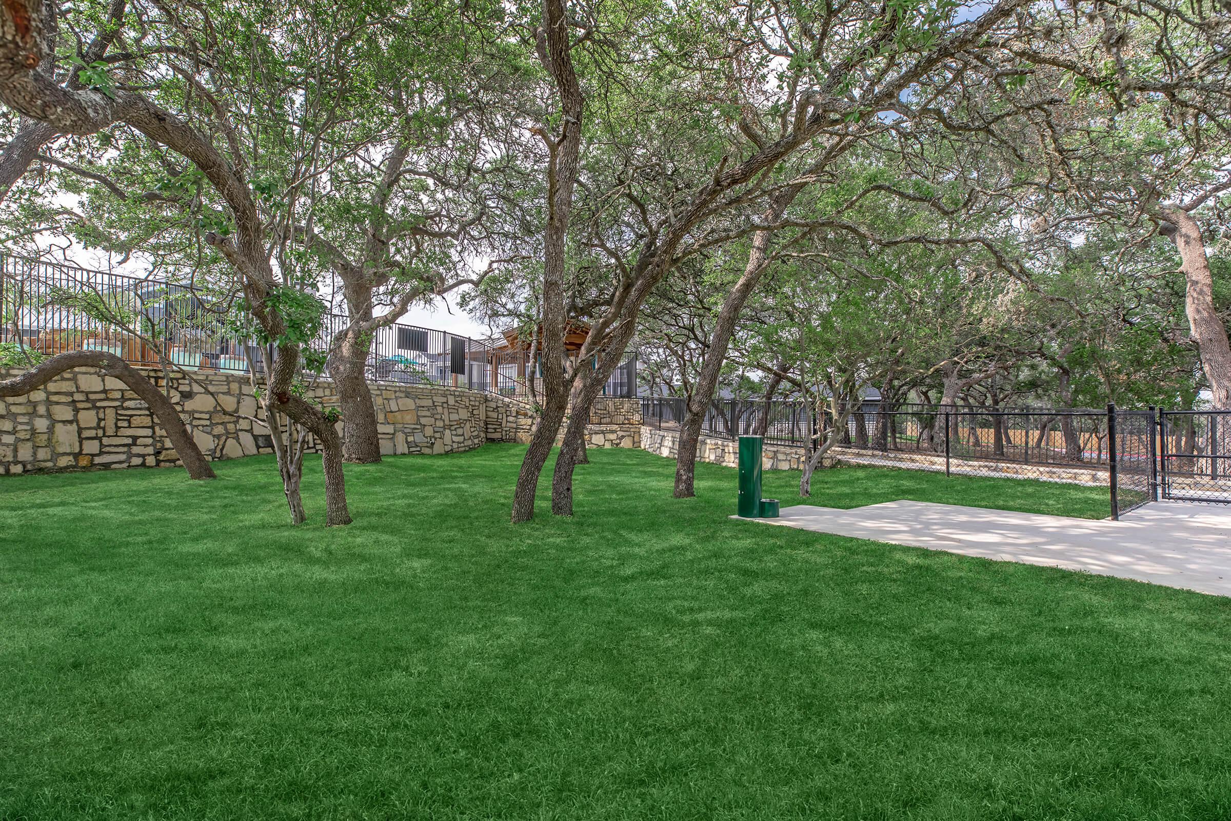 a tree in a park