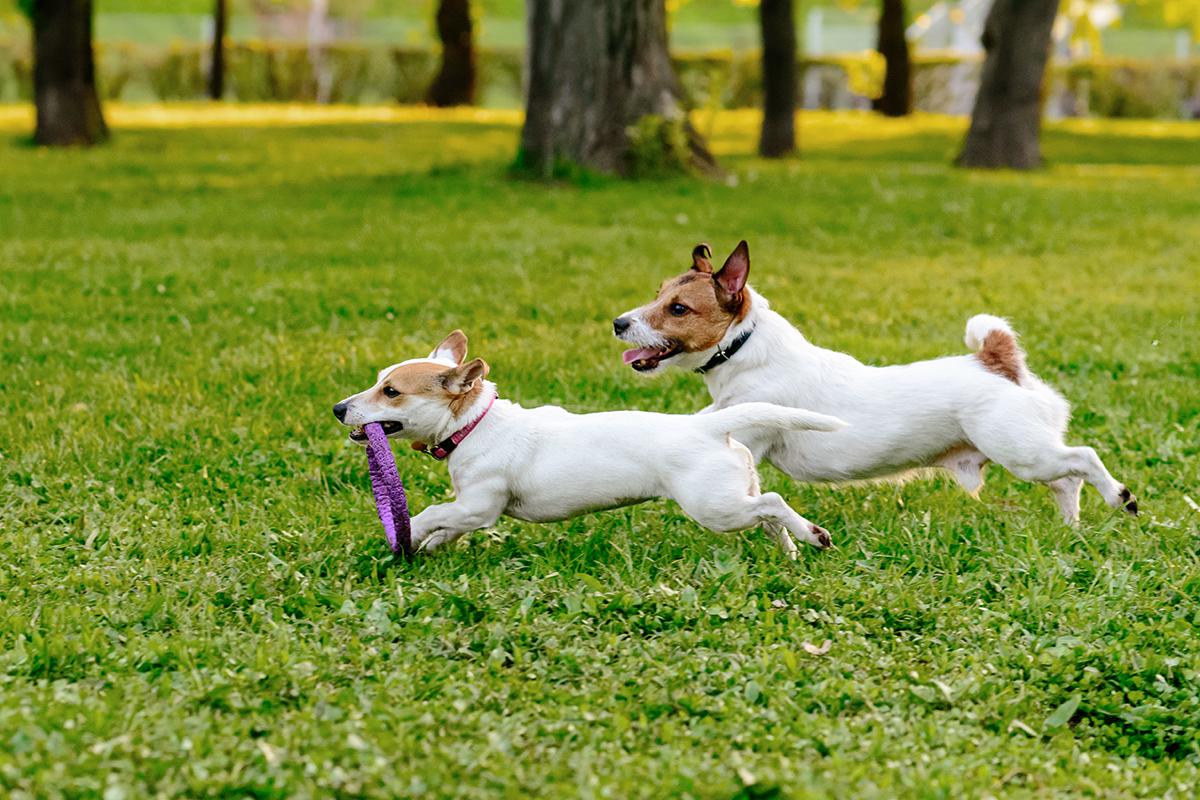 a dog playing with a frisbee in a grassy field