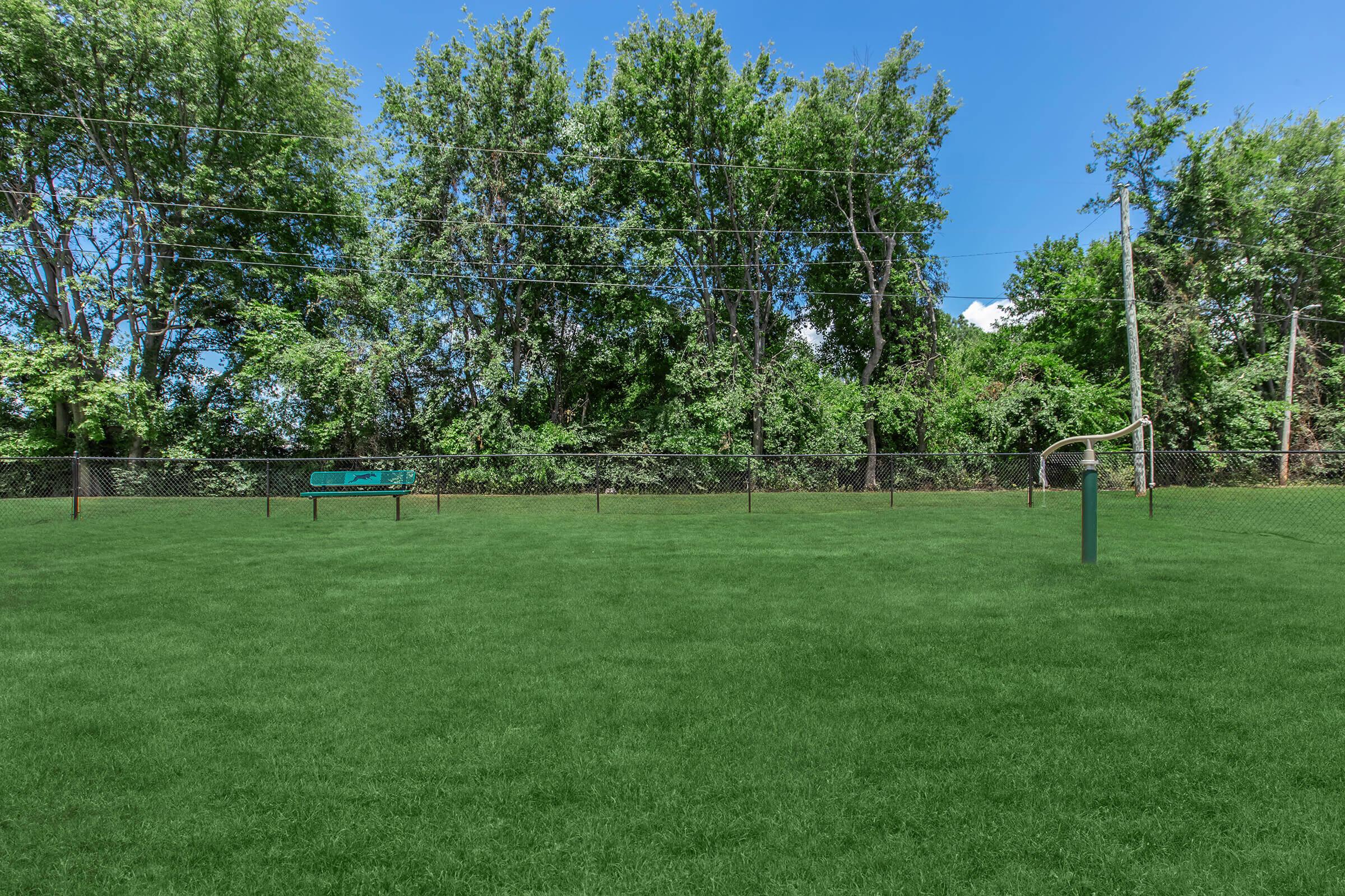 a tree in the middle of a lush green field