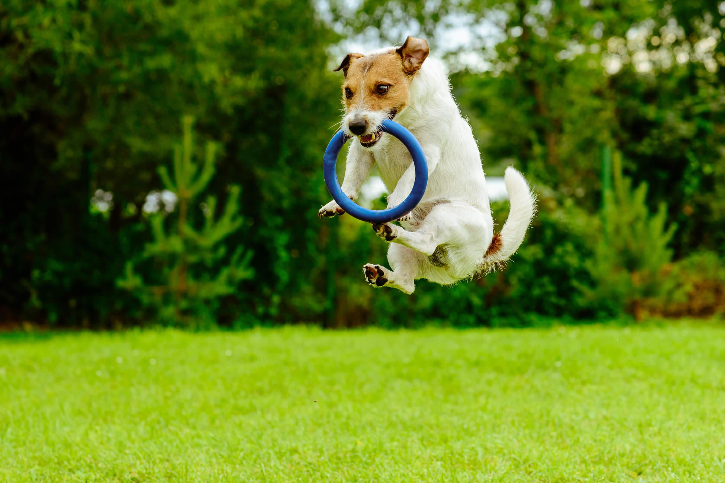 a dog standing on top of a grass covered field