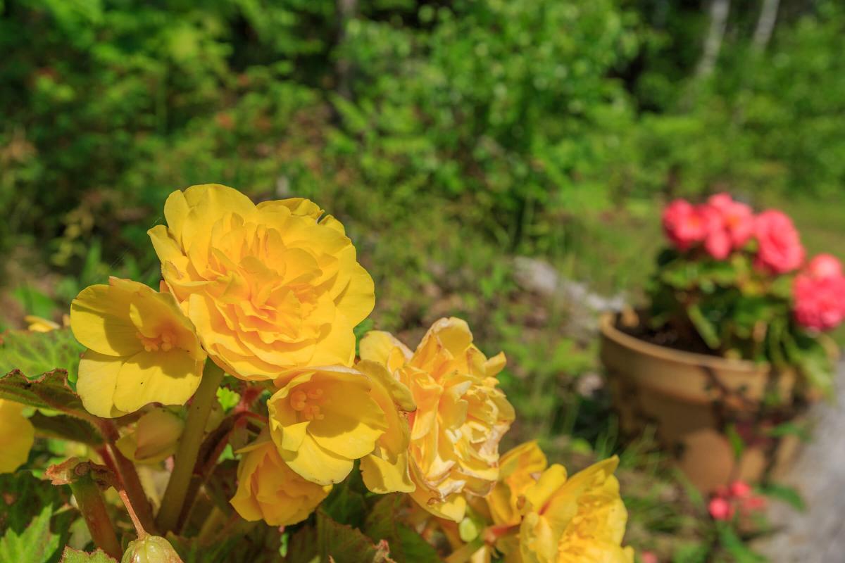 a vase of flowers on a plant