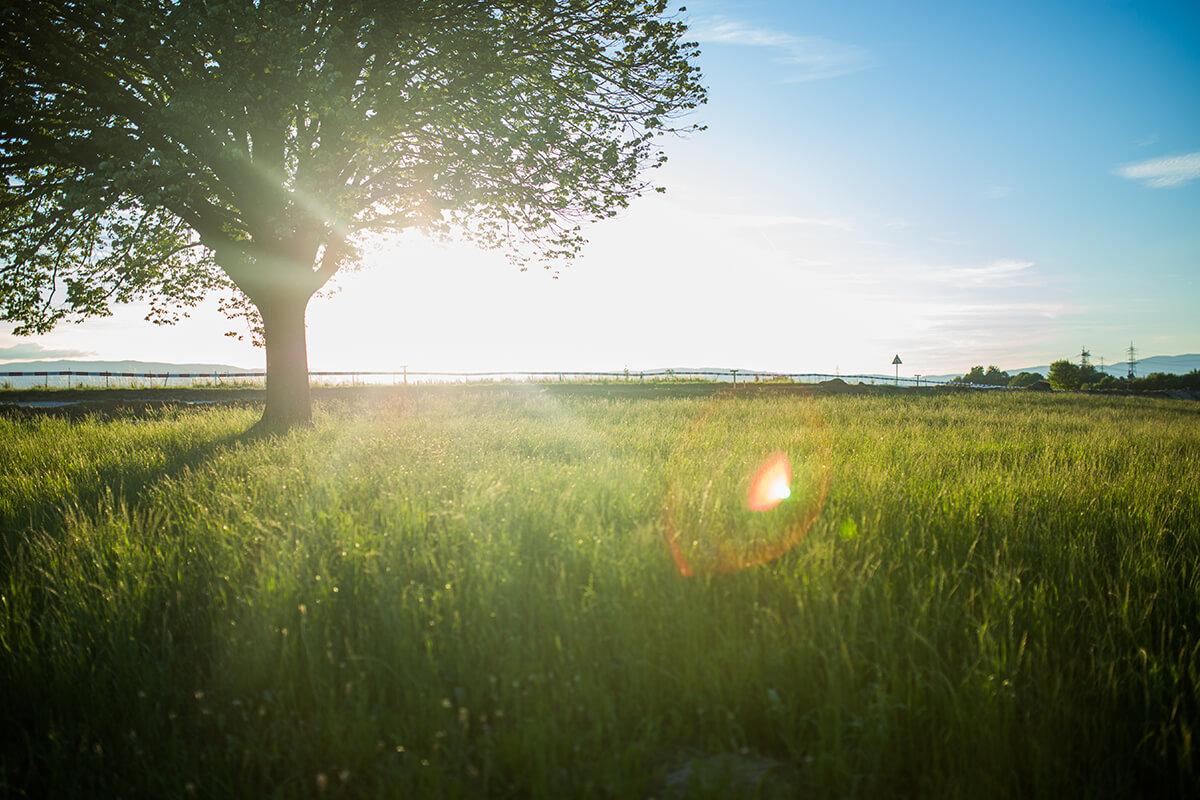 a large green field with trees in the background