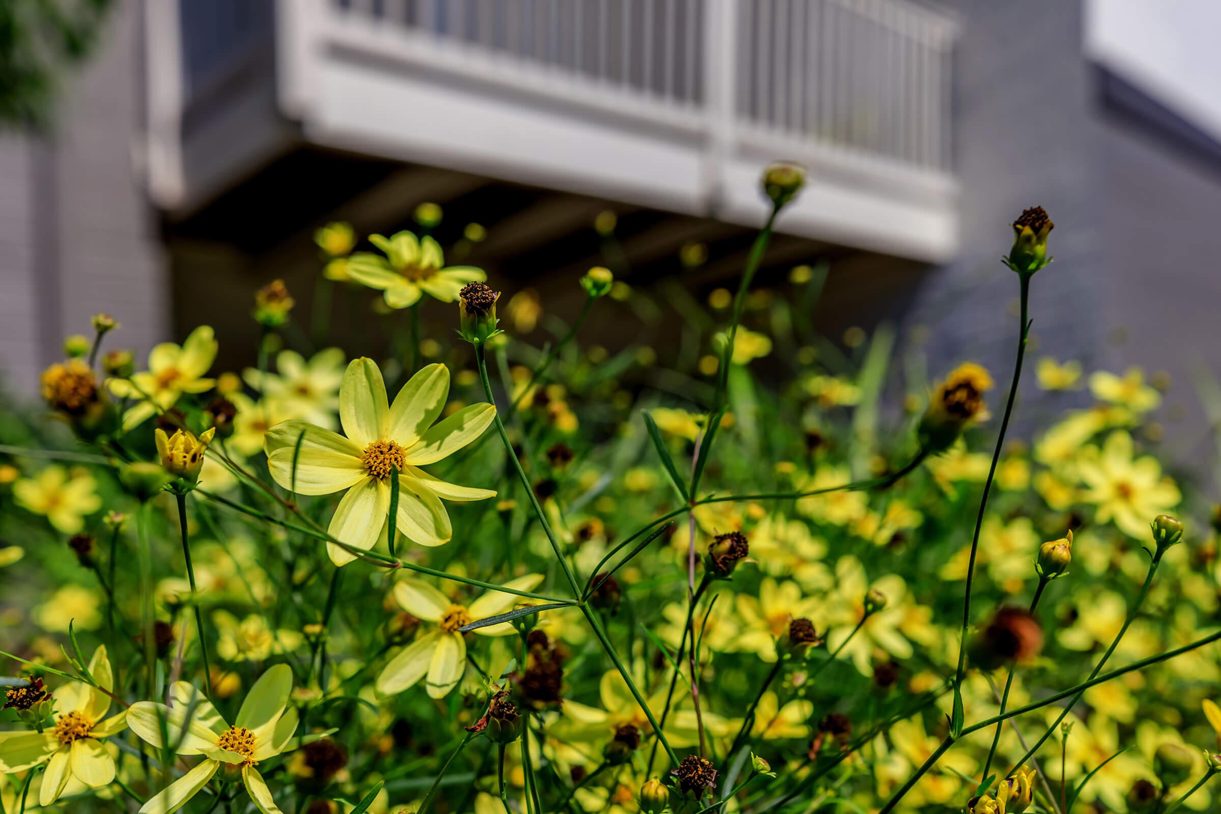 Landscaping at The Allante Apartments in Alexandria, VA