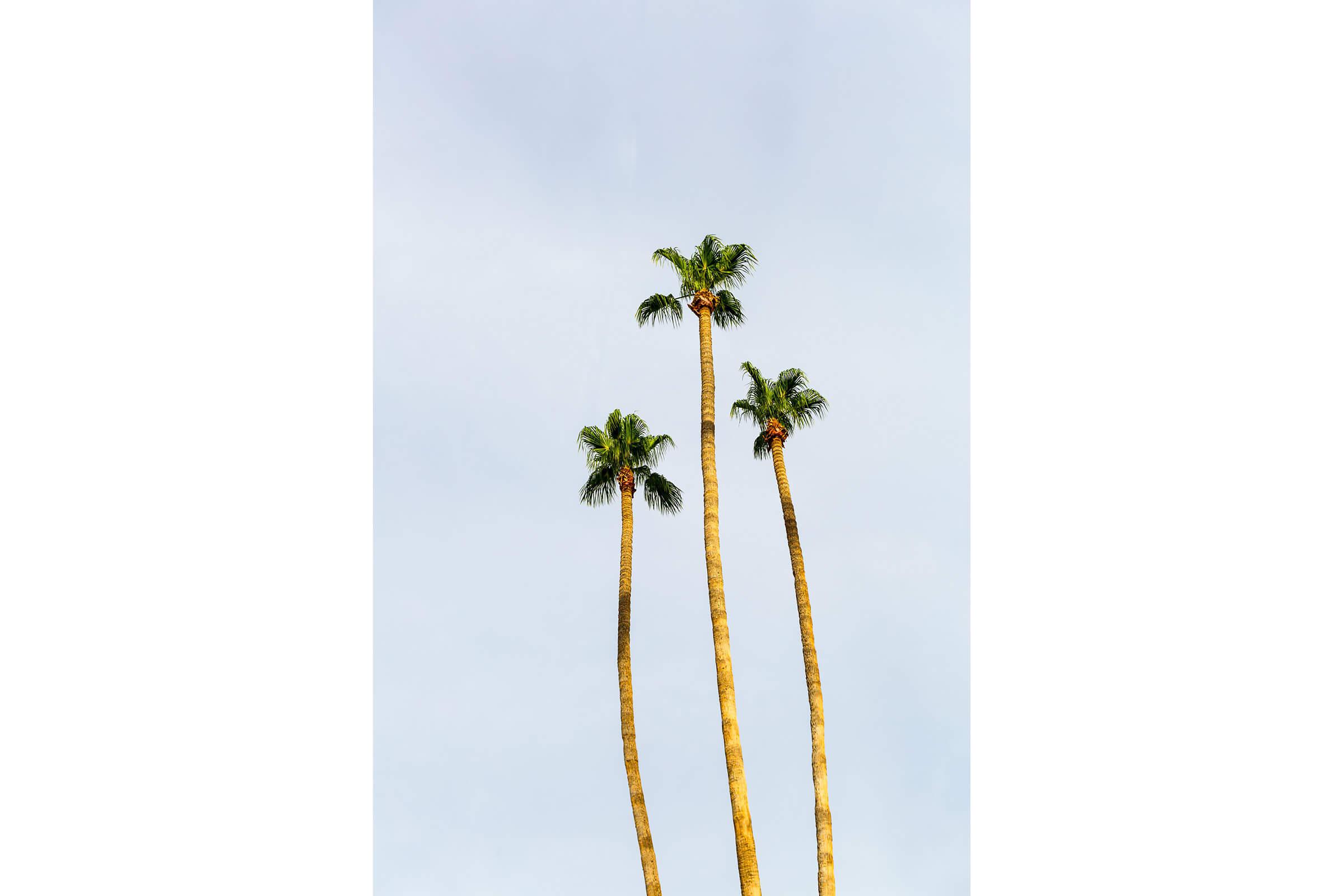Surrounding Palm Trees and Greenery - The Marlowe Apartments - Phoenix - Arizona