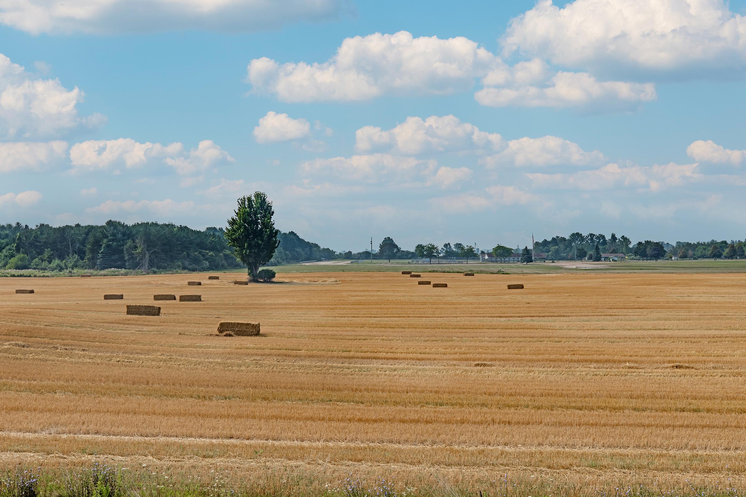 A vast golden field under a bright blue sky with fluffy white clouds. Several round hay bales are scattered across the landscape, and a lone tree stands in the distance, surrounded by a rural scenery that includes patches of greenery and a hint of a road.