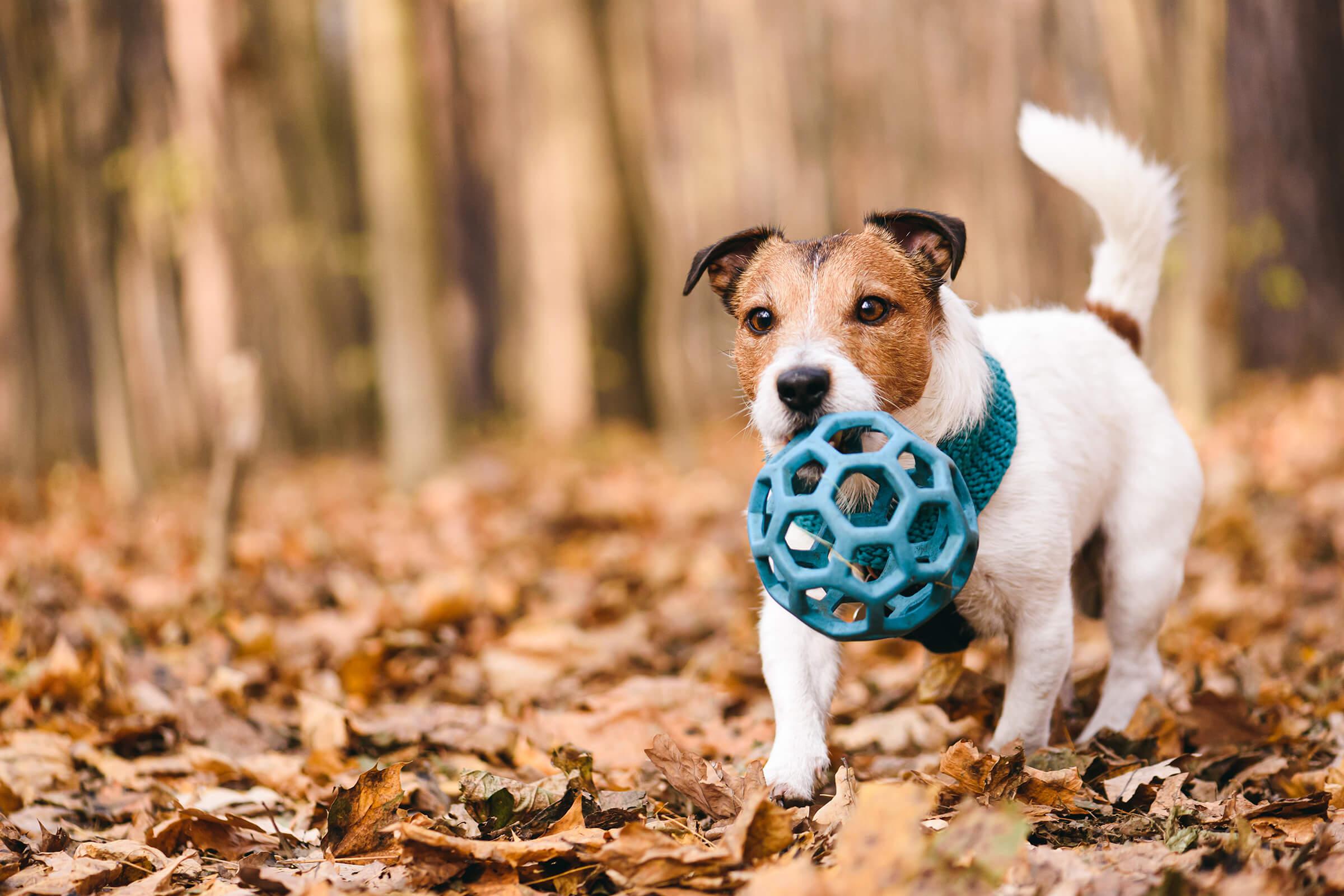 a dog holding a blue frisbee in it s mouth