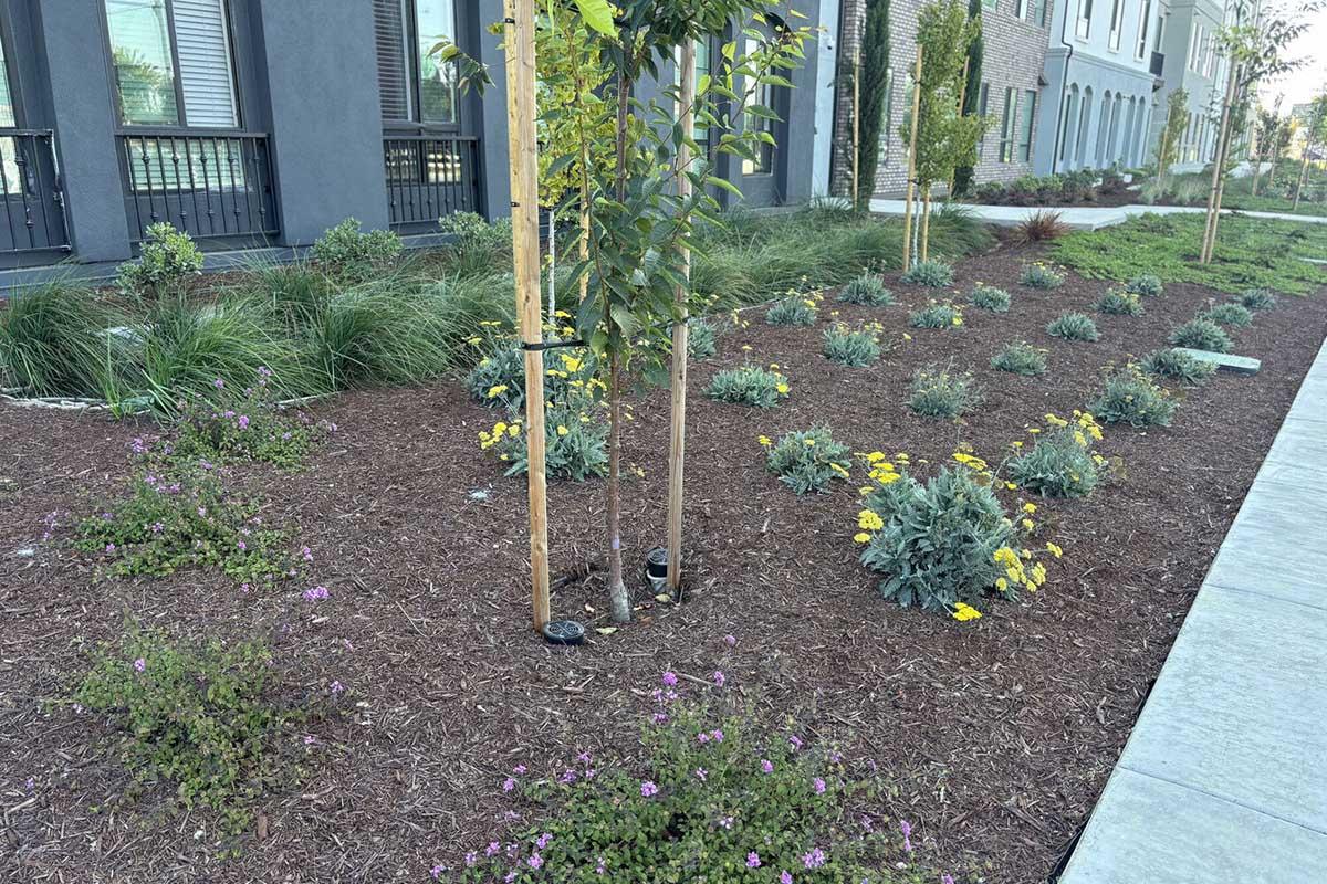 A landscaped area featuring mulched soil with various plants, including small yellow and purple flowers, shrubs, and young trees on either side. The setting includes a modern building in the background.