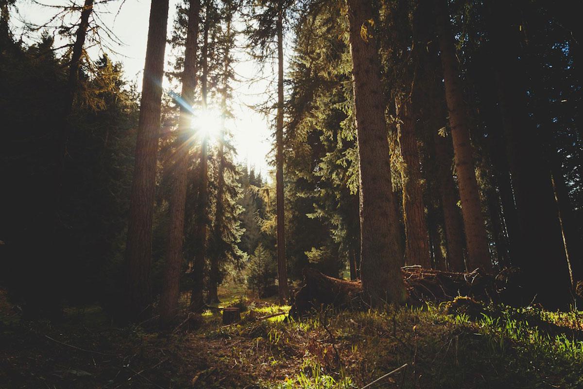 a tree in a forest