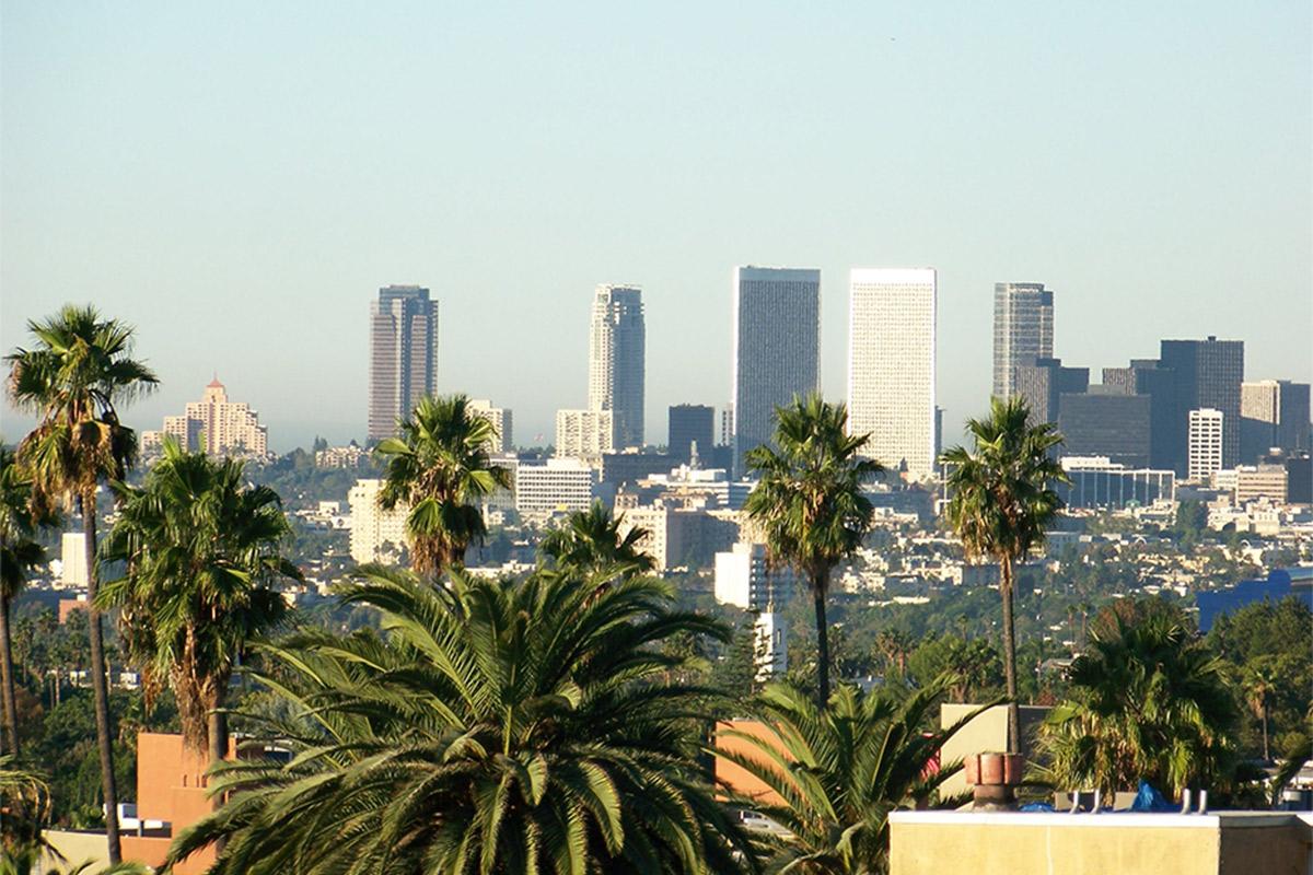 a group of palm trees with a city in the background