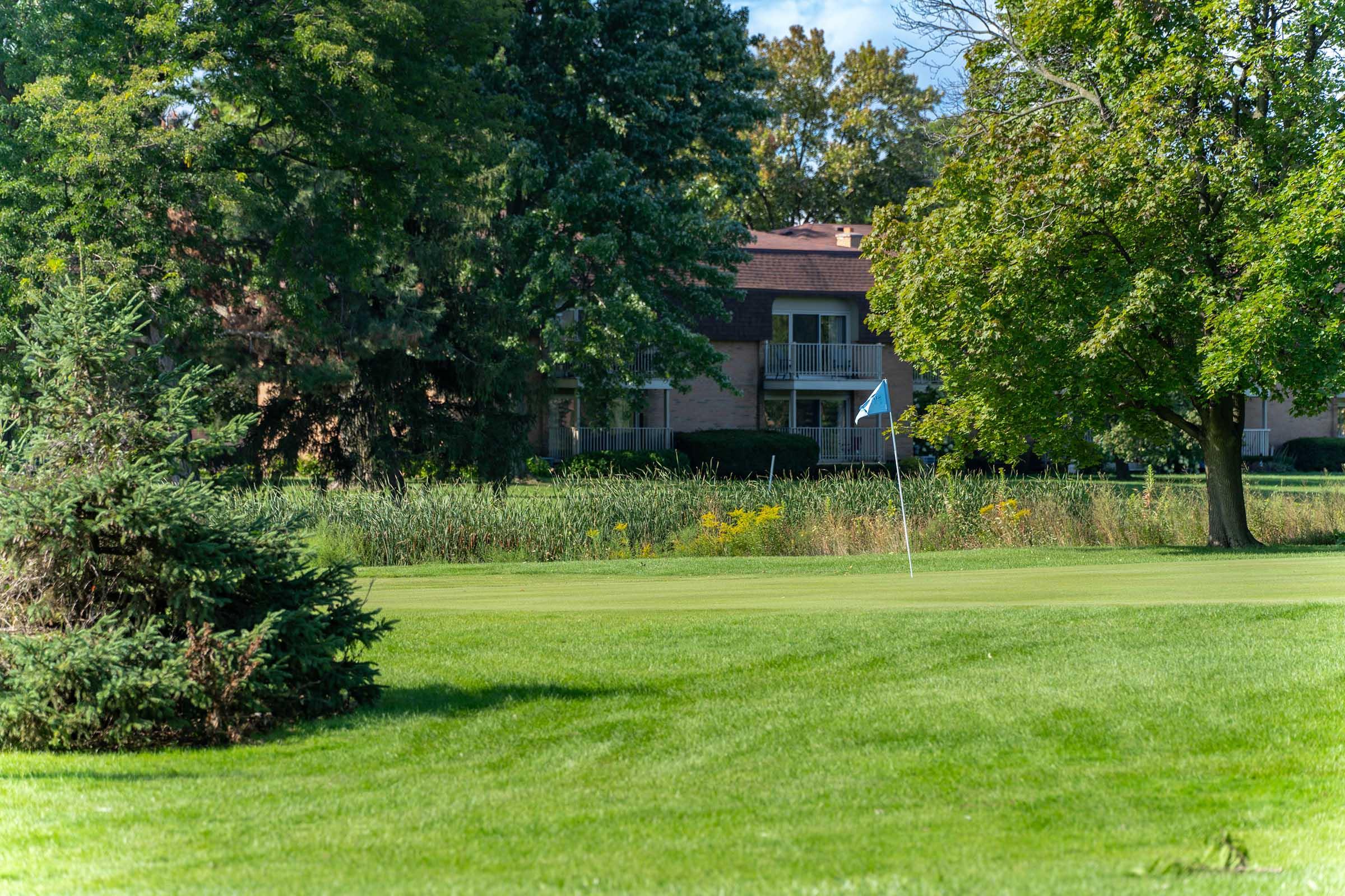 a tree in a grassy yard