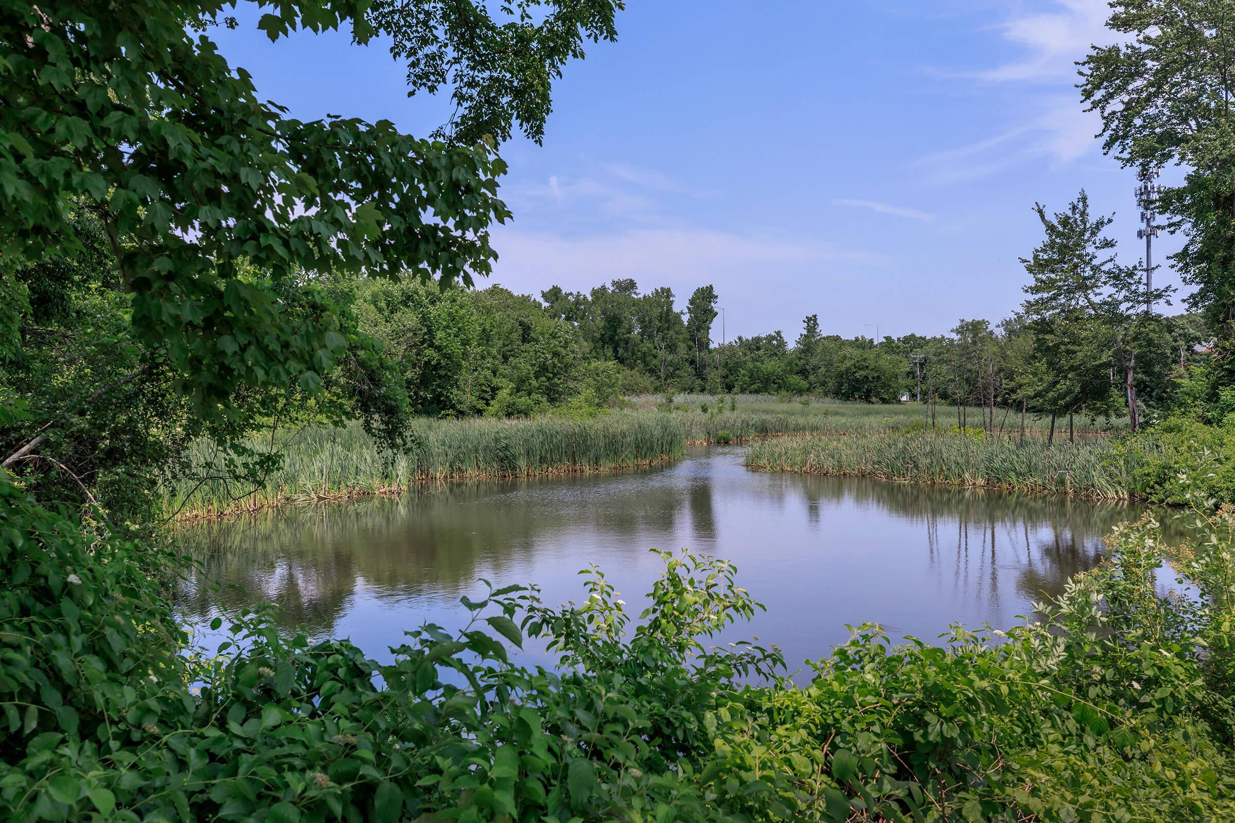 a body of water surrounded by trees