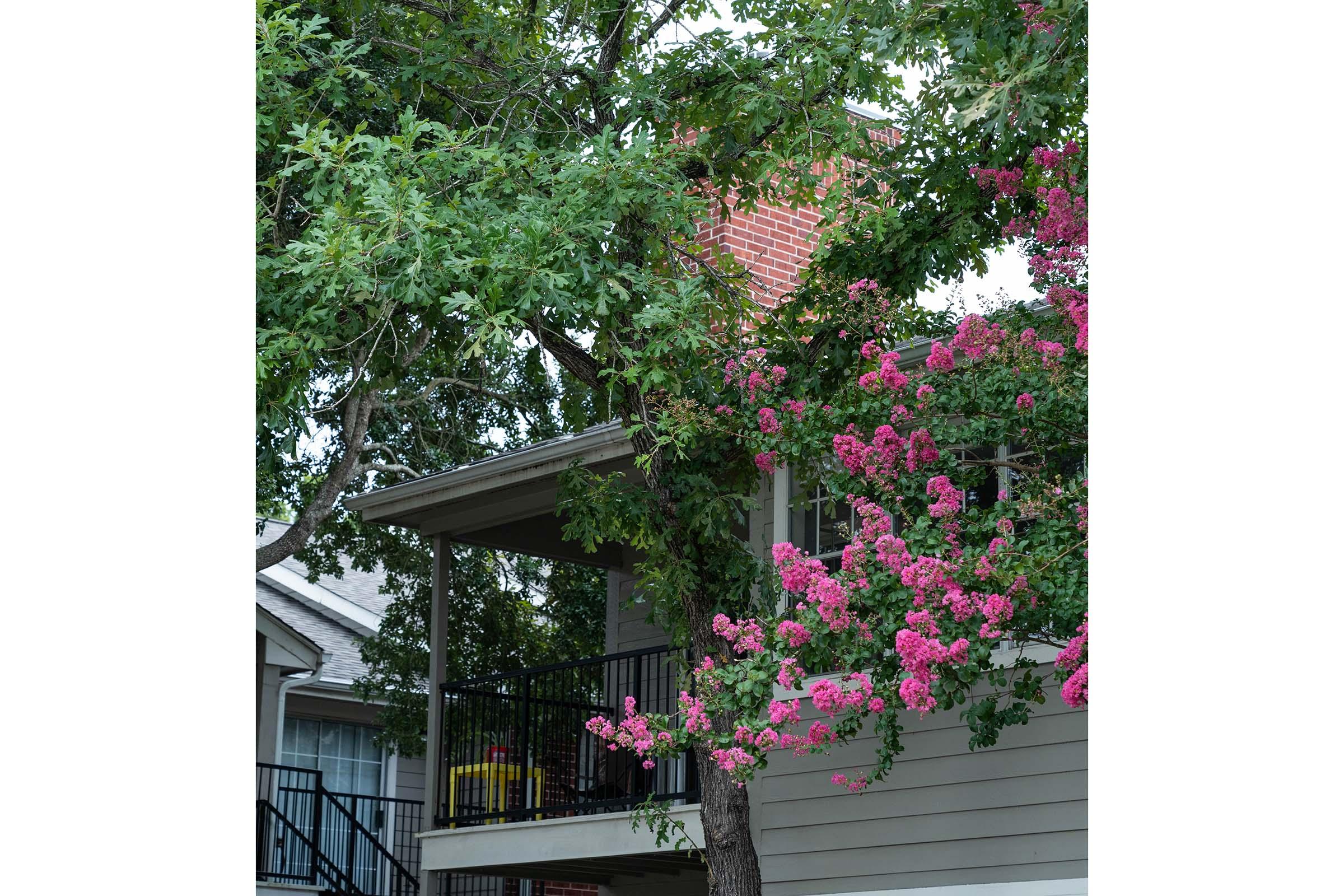 A view of a house partially obscured by vibrant pink flowering trees and lush green leaves. The house features a covered porch with a black railing.