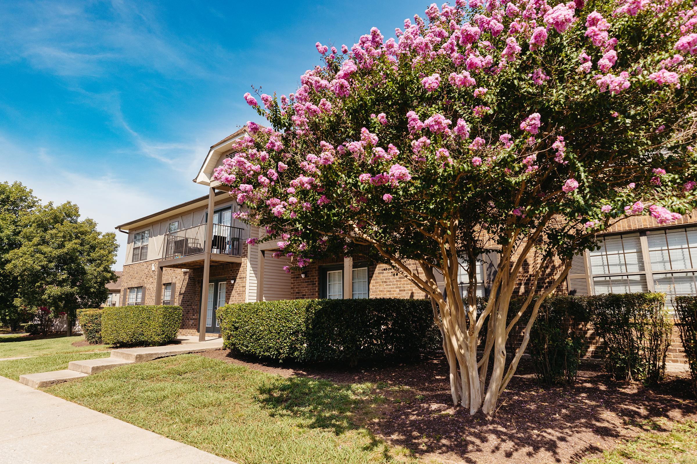 Blossoming tree and hedges.