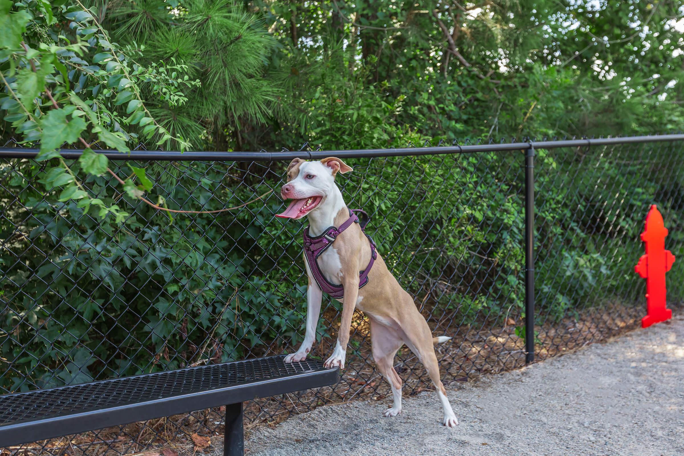 Antiqua - Photo Gallery