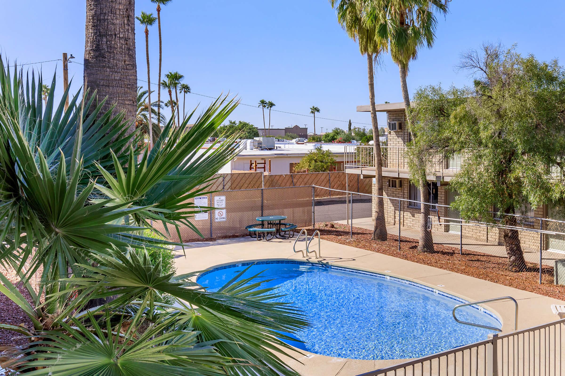 a pool next to a palm tree