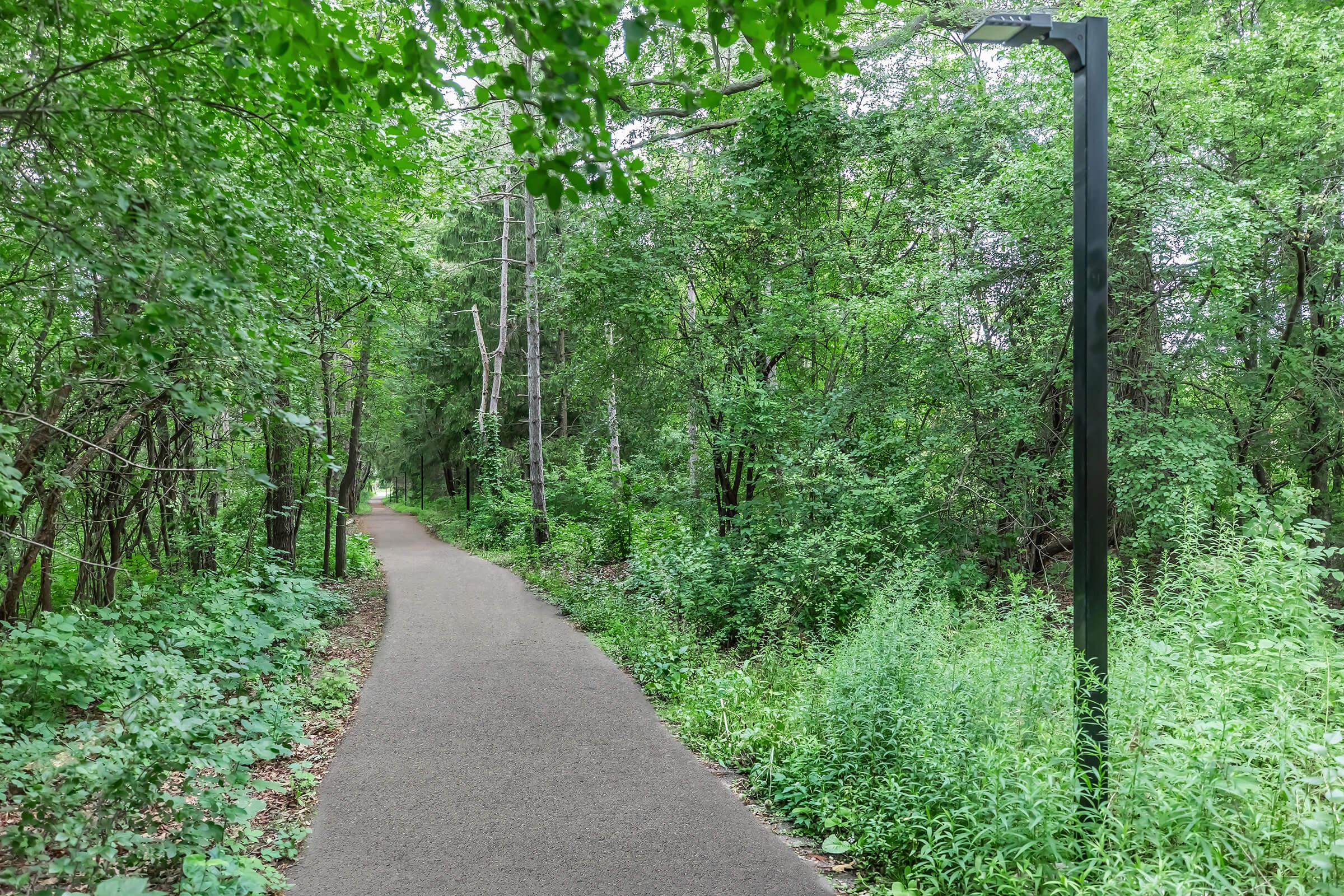 a path with trees on the side of a tree