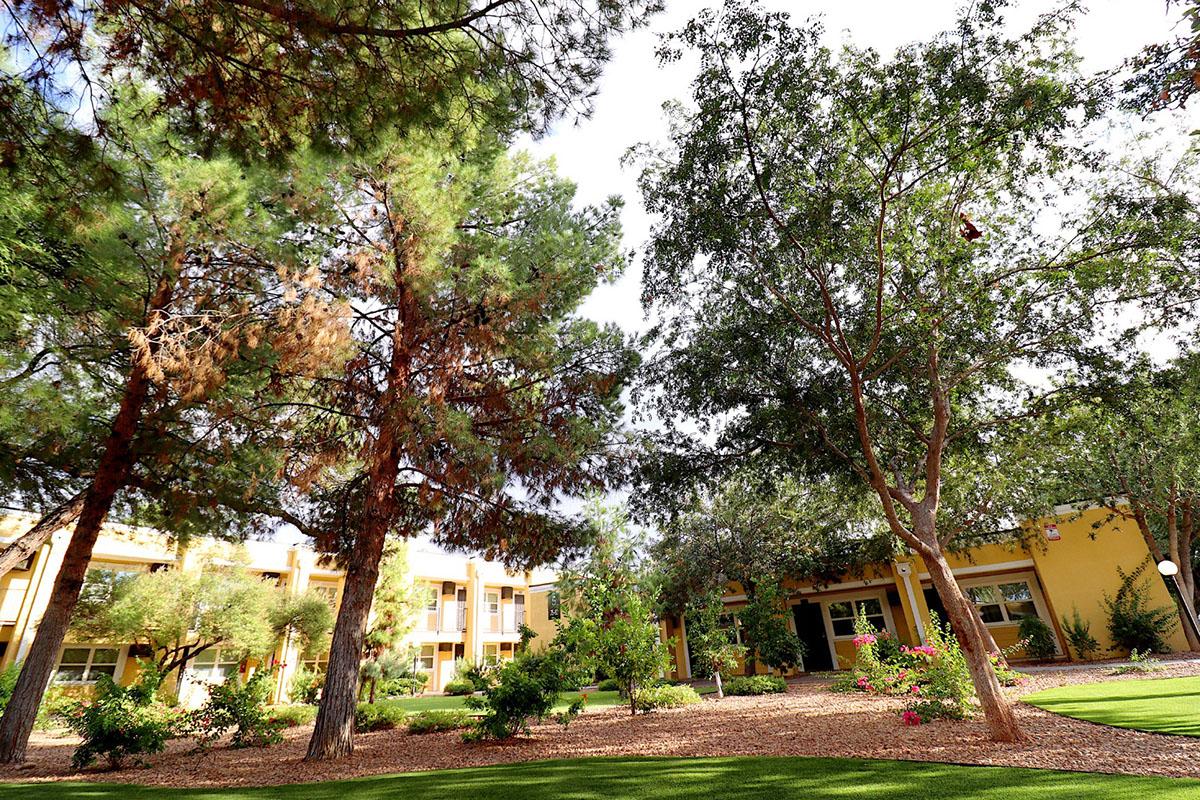 A view of a landscaped courtyard featuring tall pine and leafy trees, with colorful shrubs and flowers. In the background, a yellow building with multiple windows can be seen, surrounded by greenery and natural light filtering through the branches. The scene conveys a serene outdoor atmosphere.