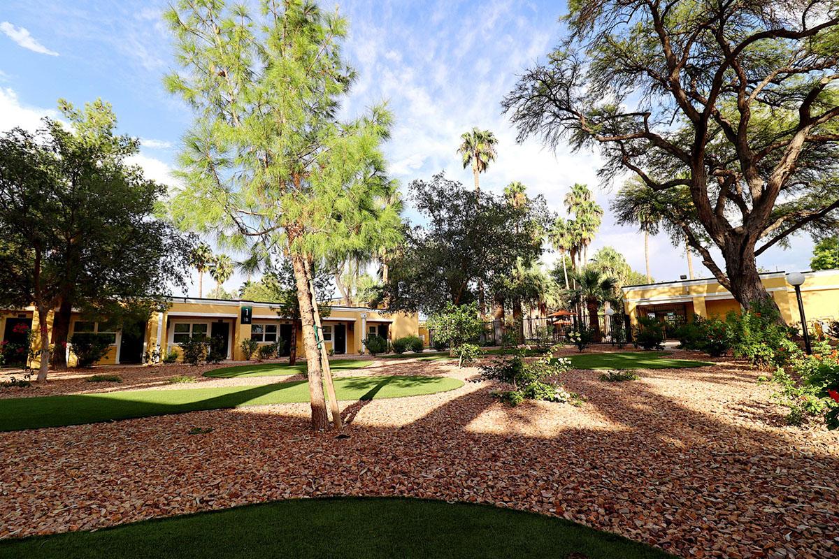 A landscaped outdoor area featuring a mix of trees and shrubs, with a manicured lawn and scattered wood chips on the ground. The scene is bright and sunny, showcasing a variety of palm trees and other greenery, set against a backdrop of blue sky with scattered clouds.